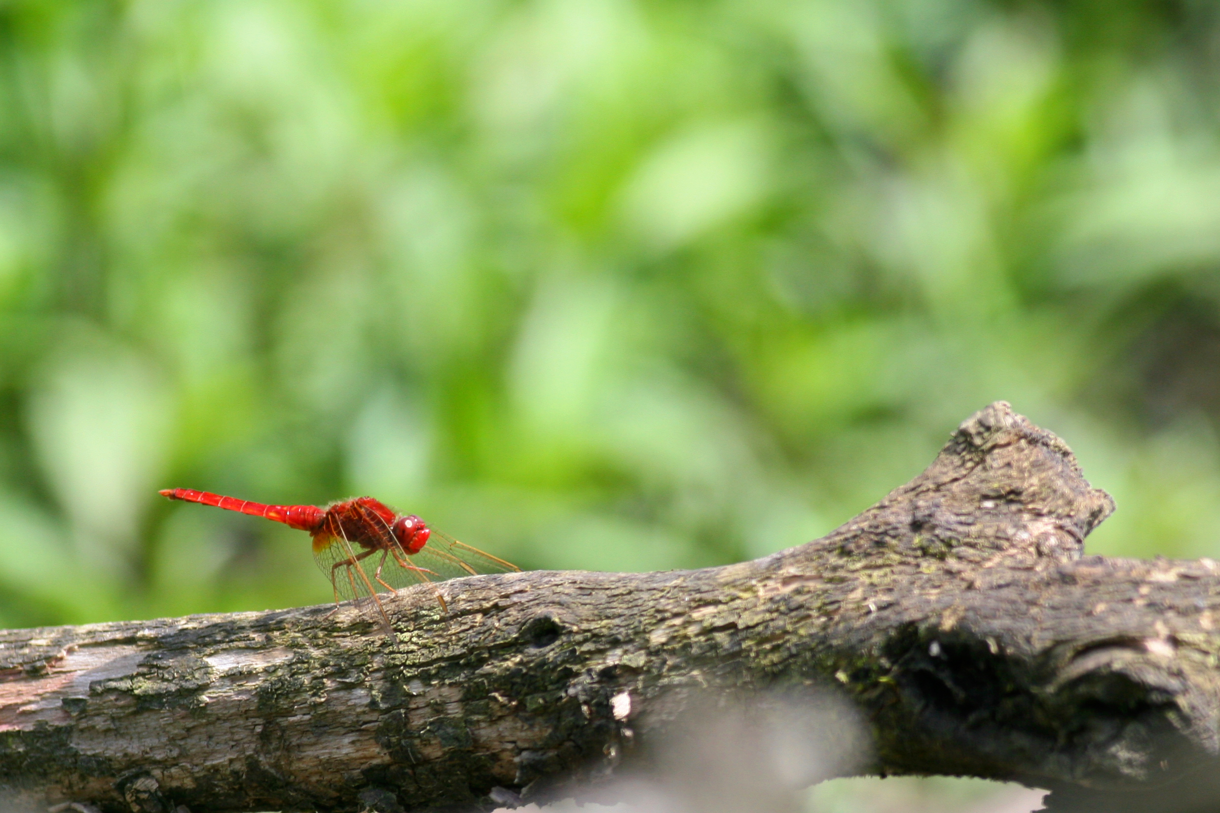 Crocothemis écarlate 