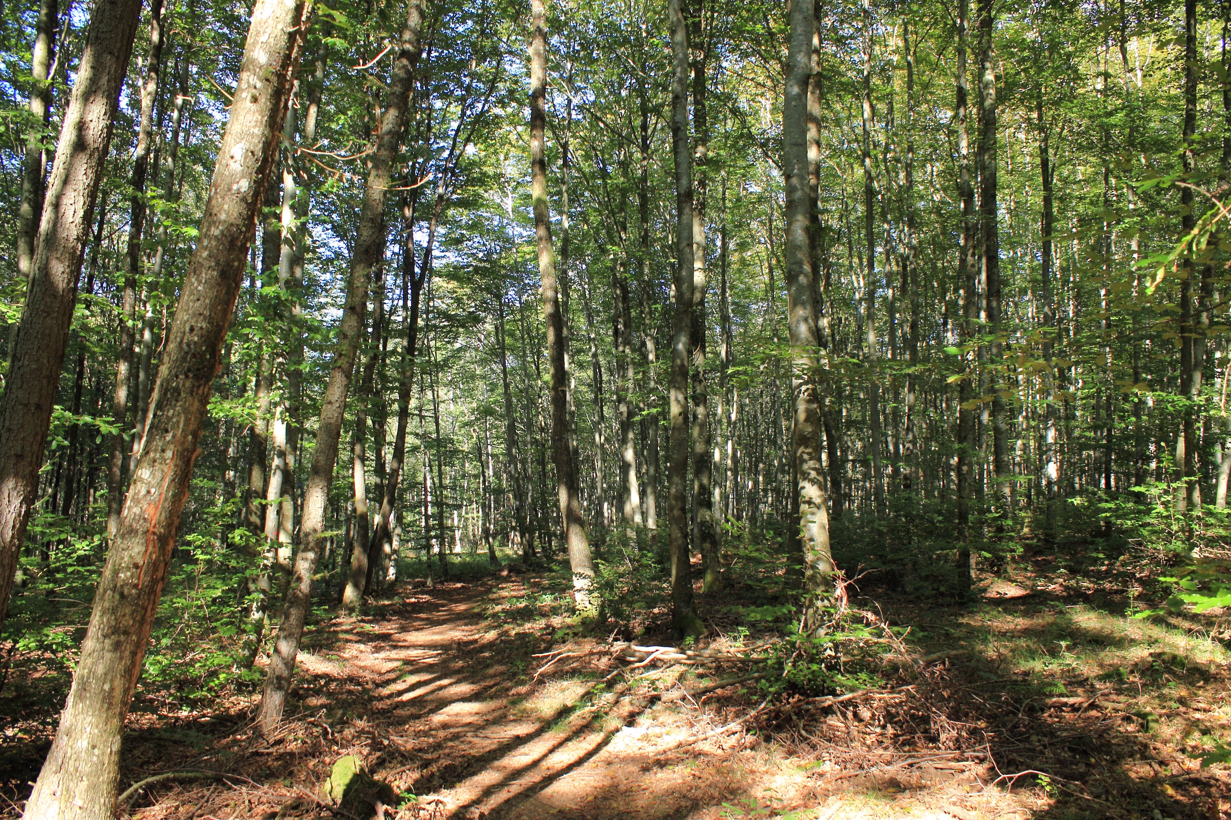 Forêt du Banney