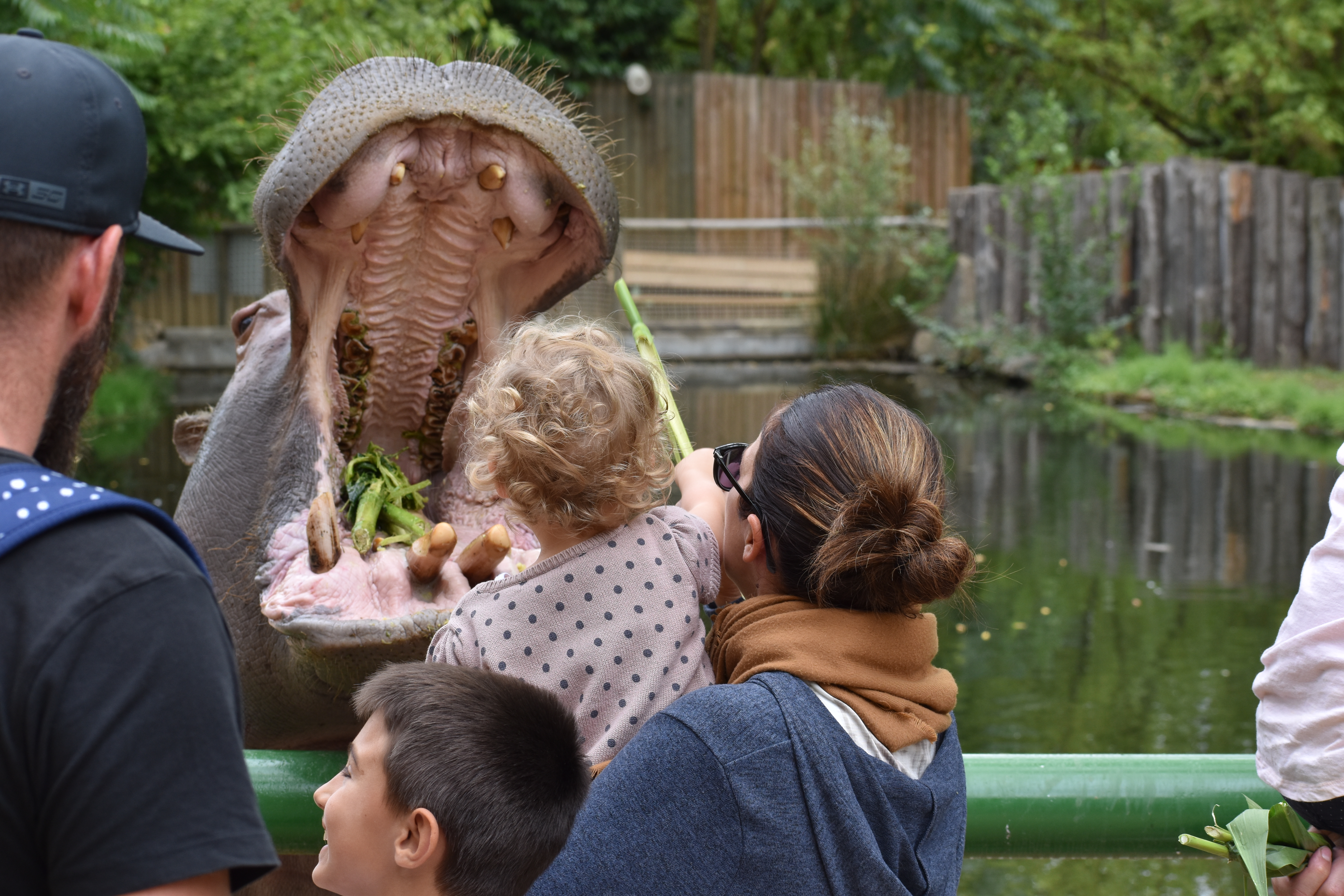 Nourrissage Hippopotames