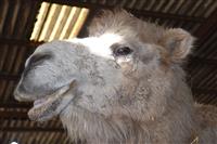 La Petite Ferme du Paradis