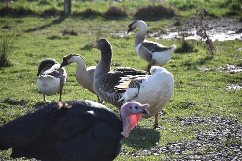 La Petite Ferme du Paradis