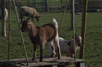 La Petite Ferme du Paradis