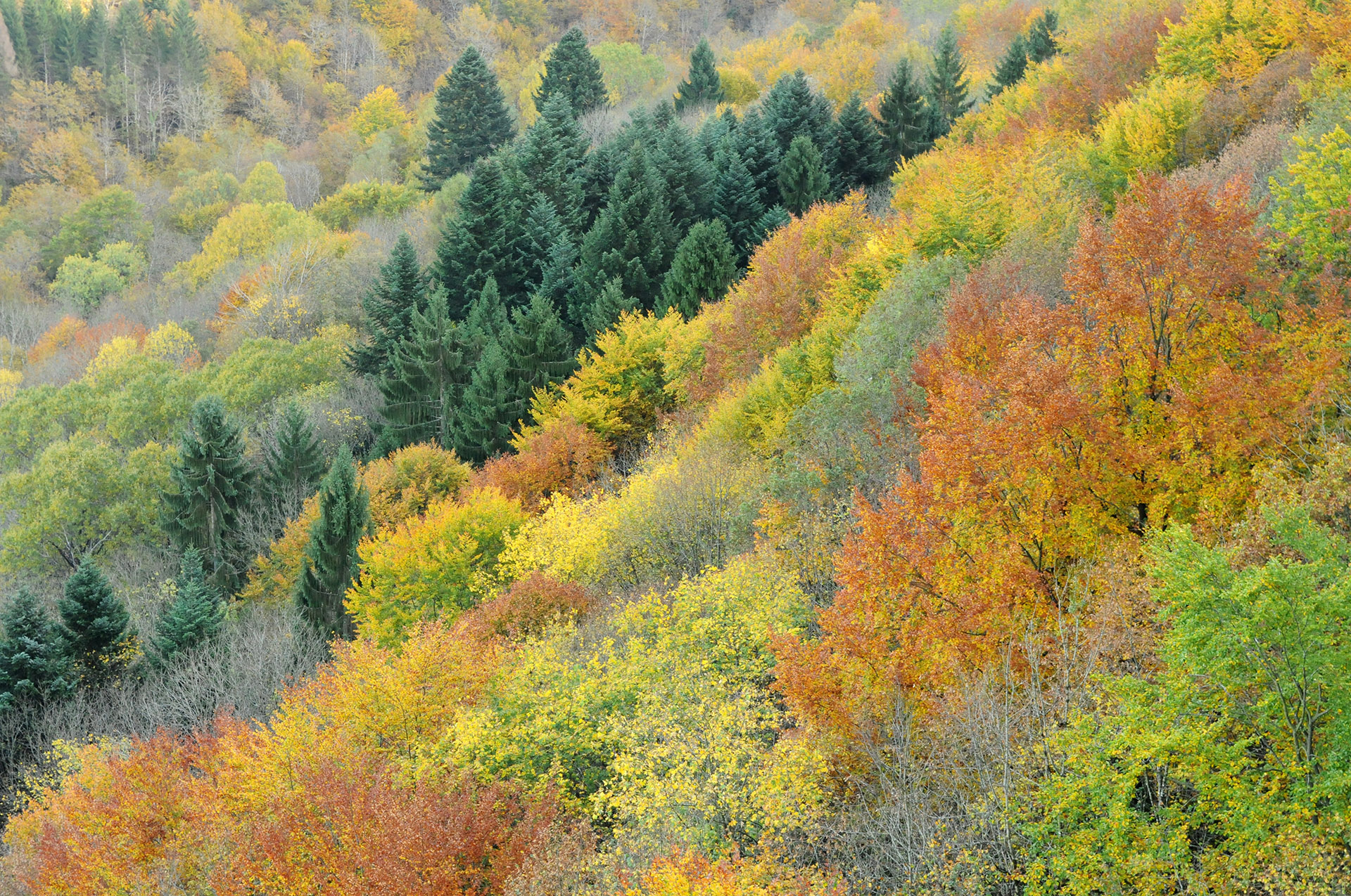 DSC_5330_Valbois_Bibi_red