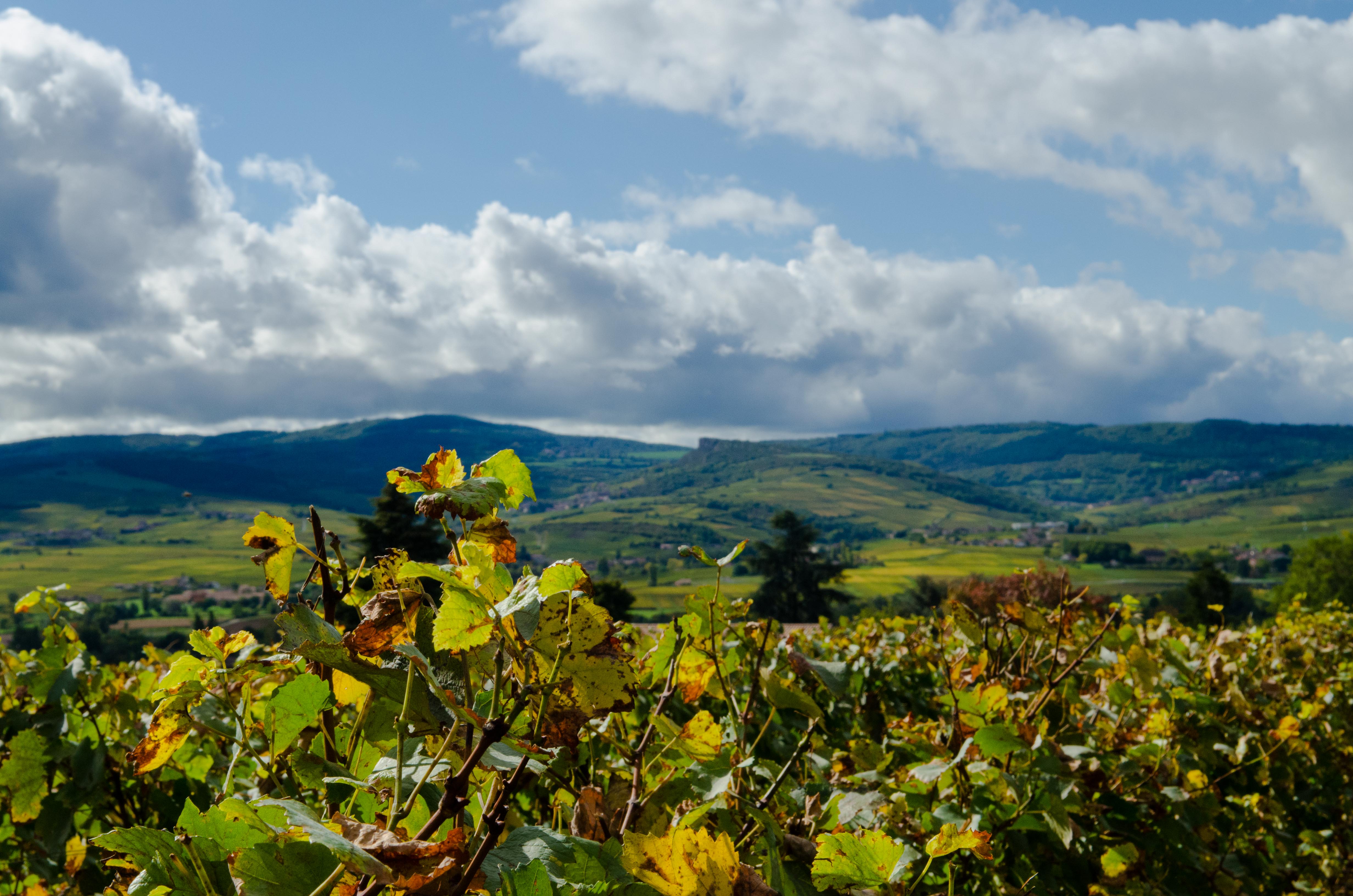 Table d'orientation, Charnay-lès-Mâcon - photo 6