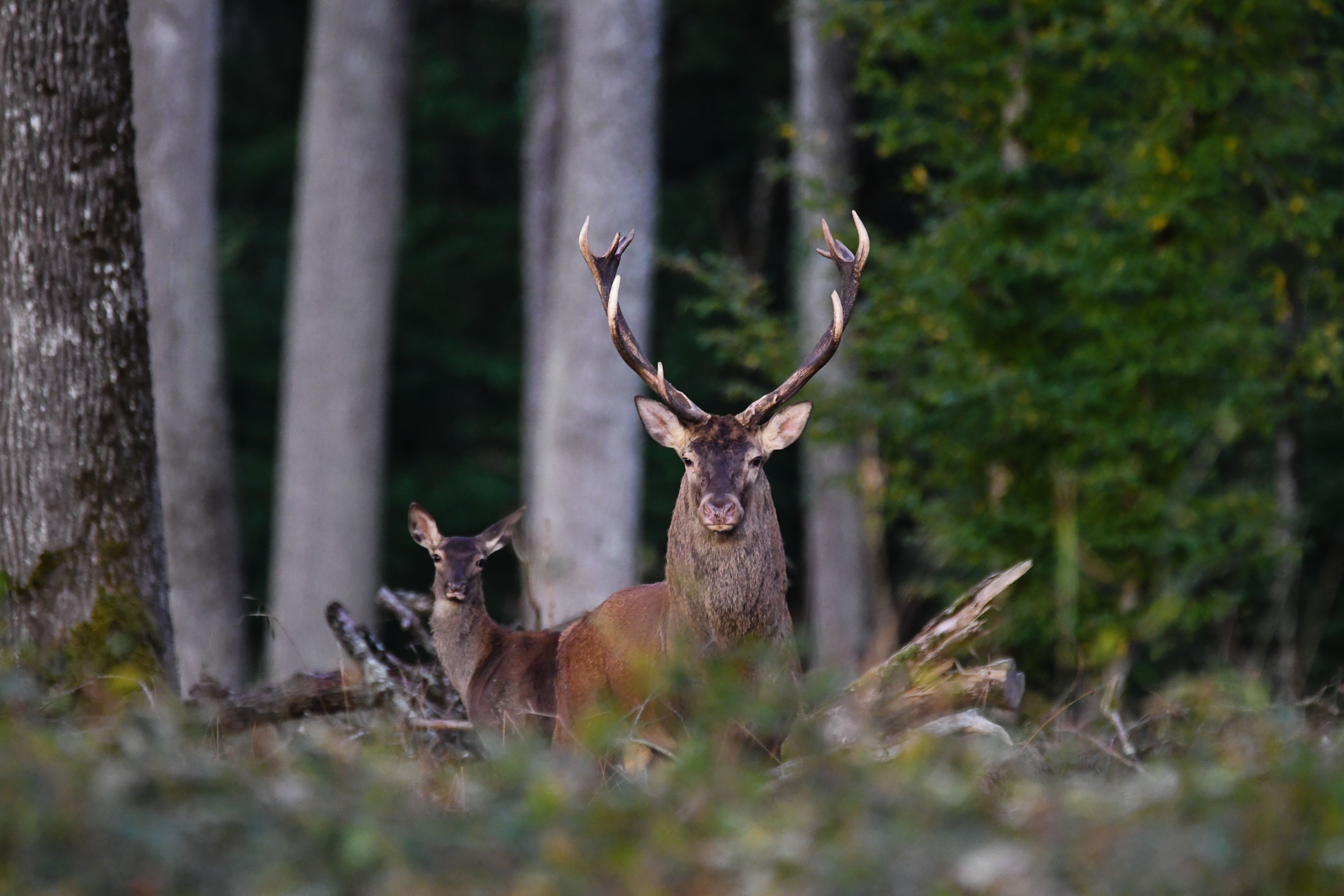 Sortie nature : A la rencontre du cerf