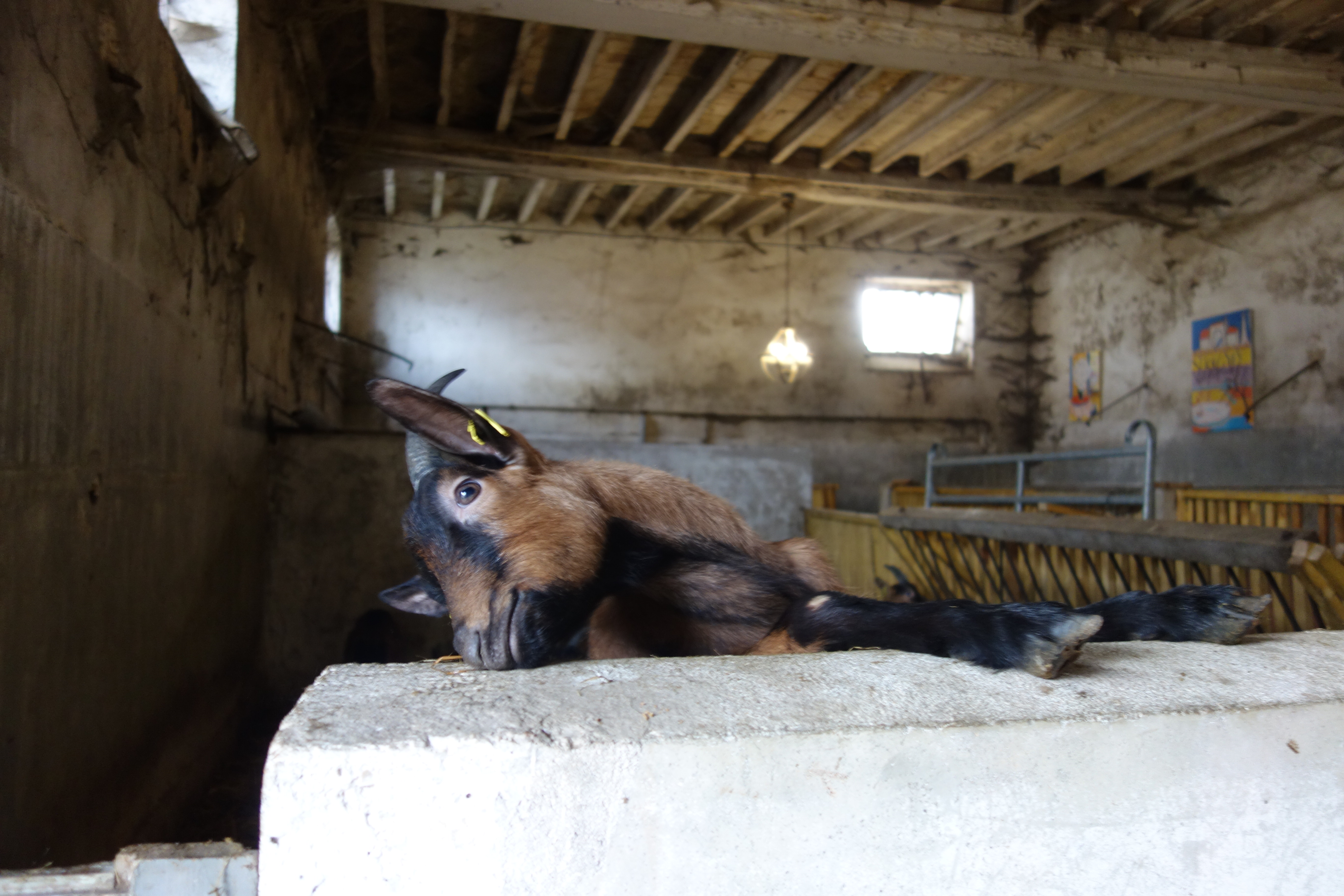 L'une des chèvres de la ferme