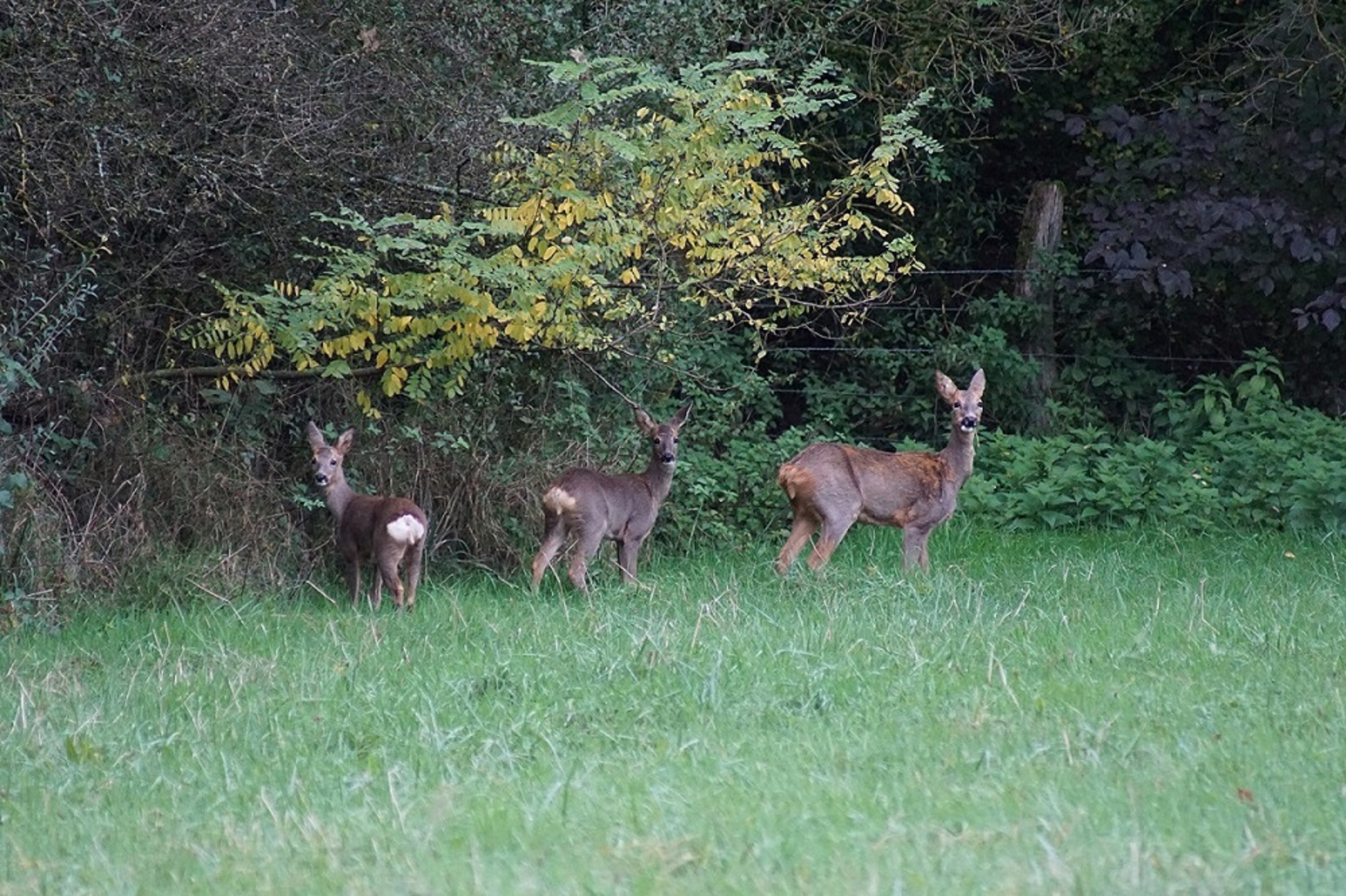 DSC05037
