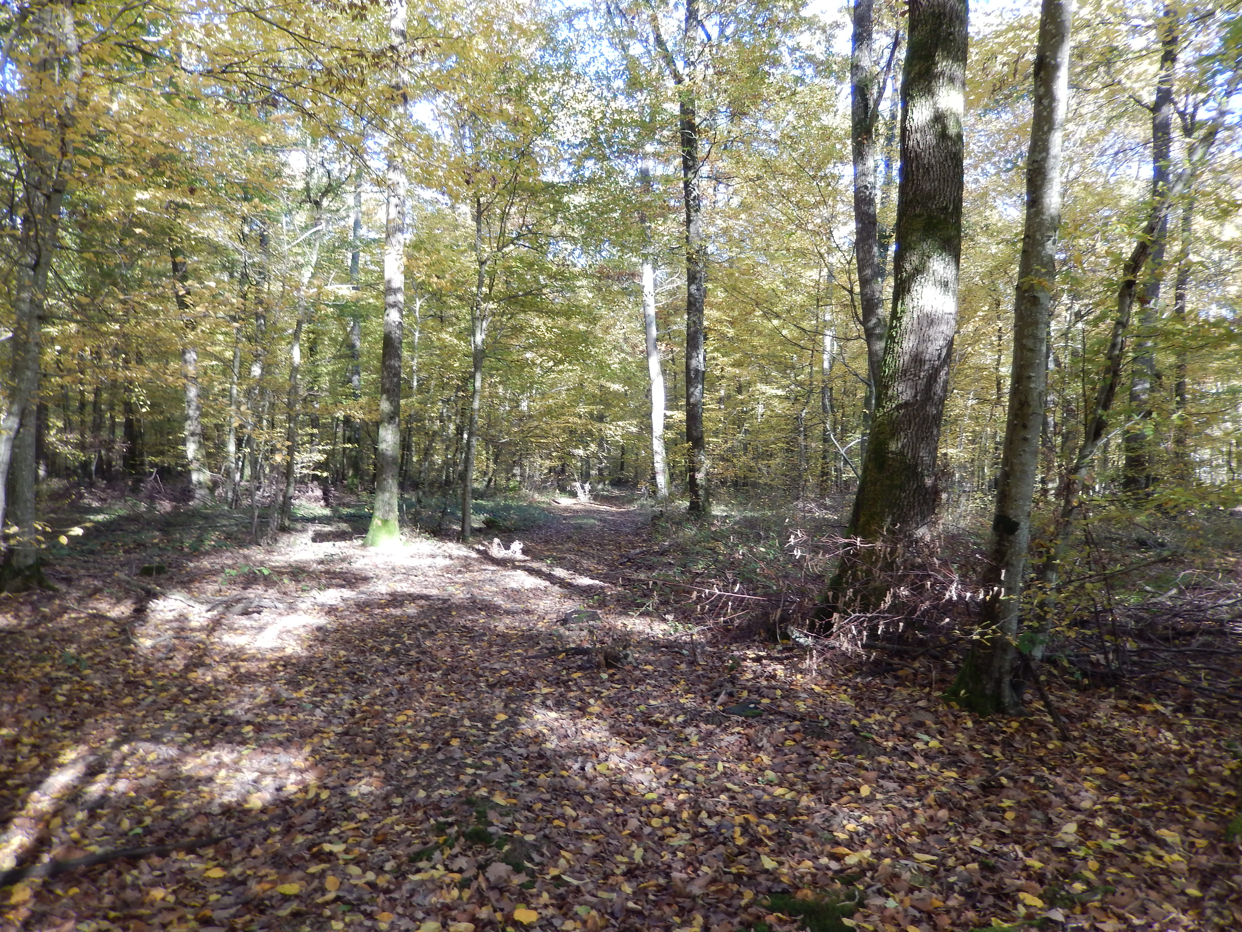 dans le bois