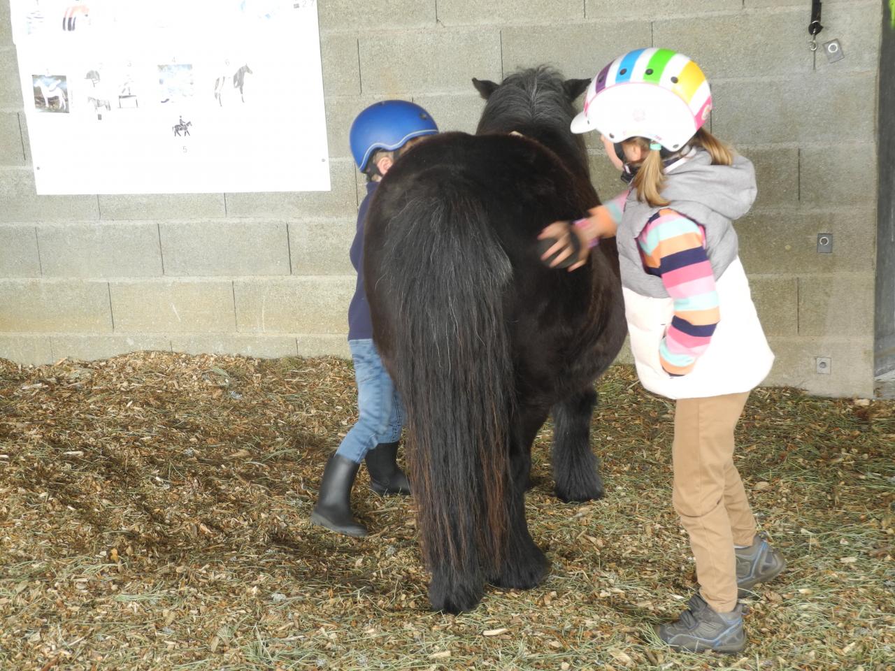 stage poney — visuel événement