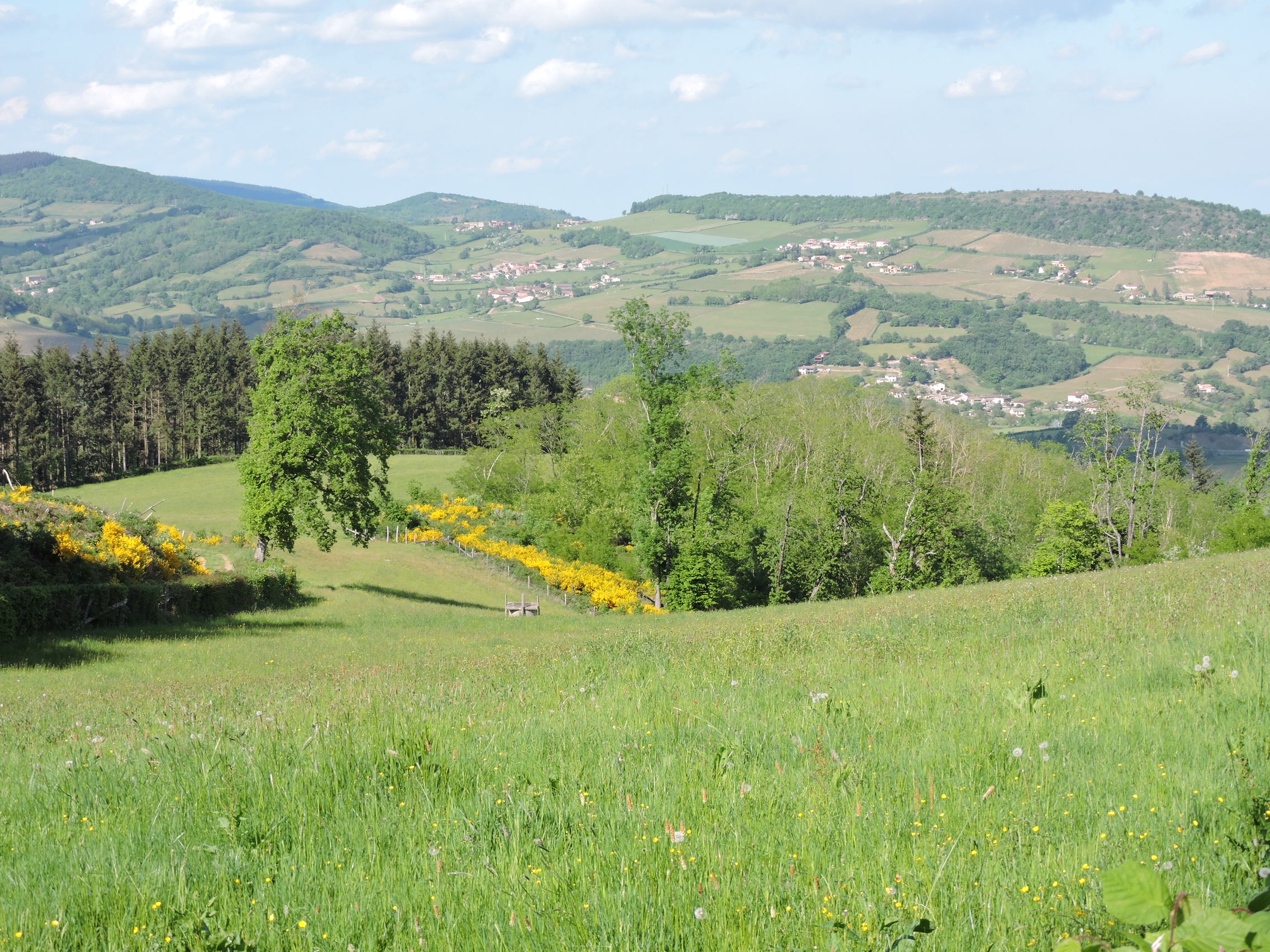 Sologny