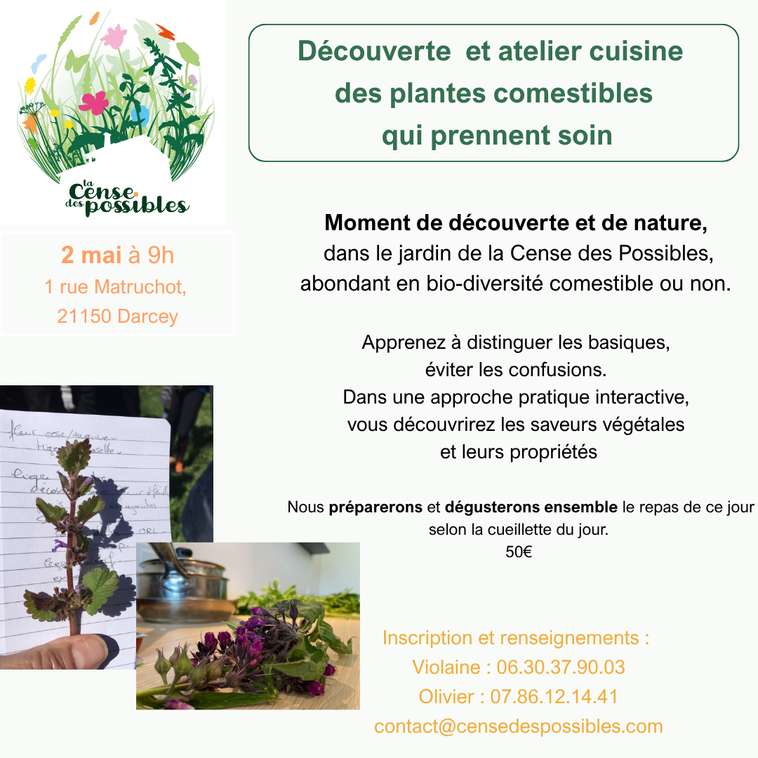 Découverte et atelier cuisine des plantes sauvages comestibles