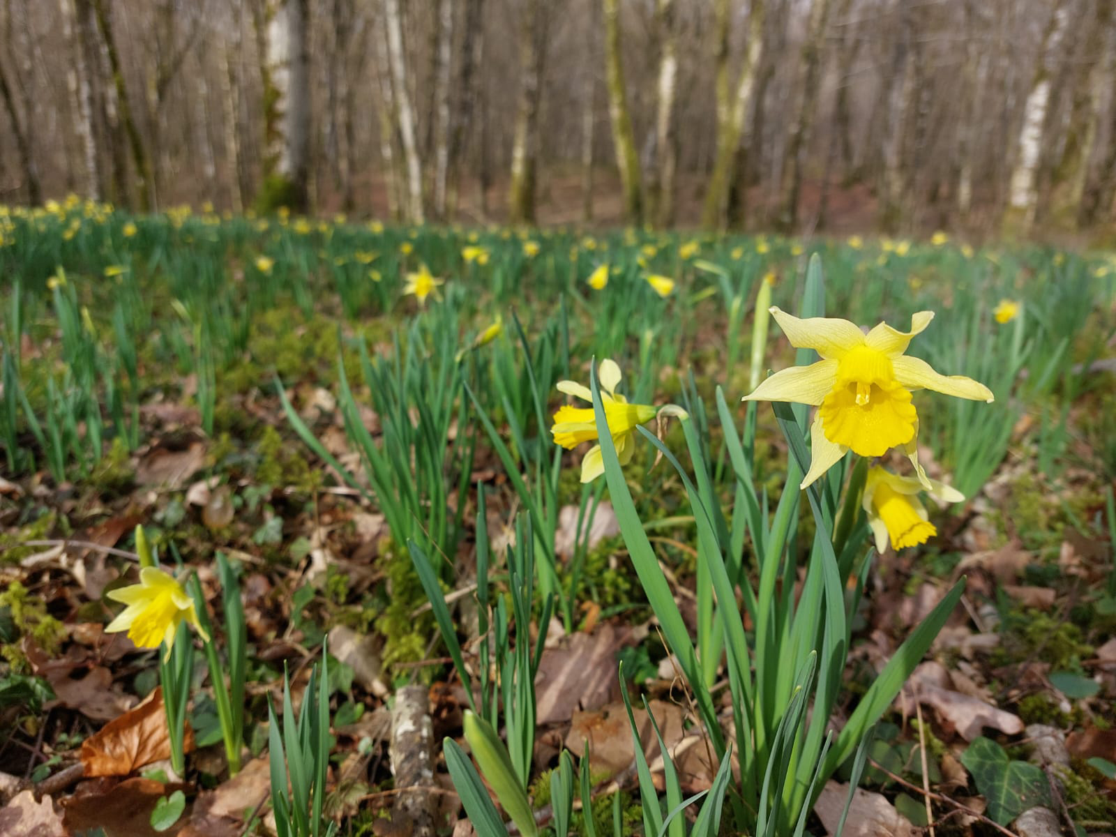 Découverte des premières fleurs de printemps (C) Natacha Fontaine (PNF)