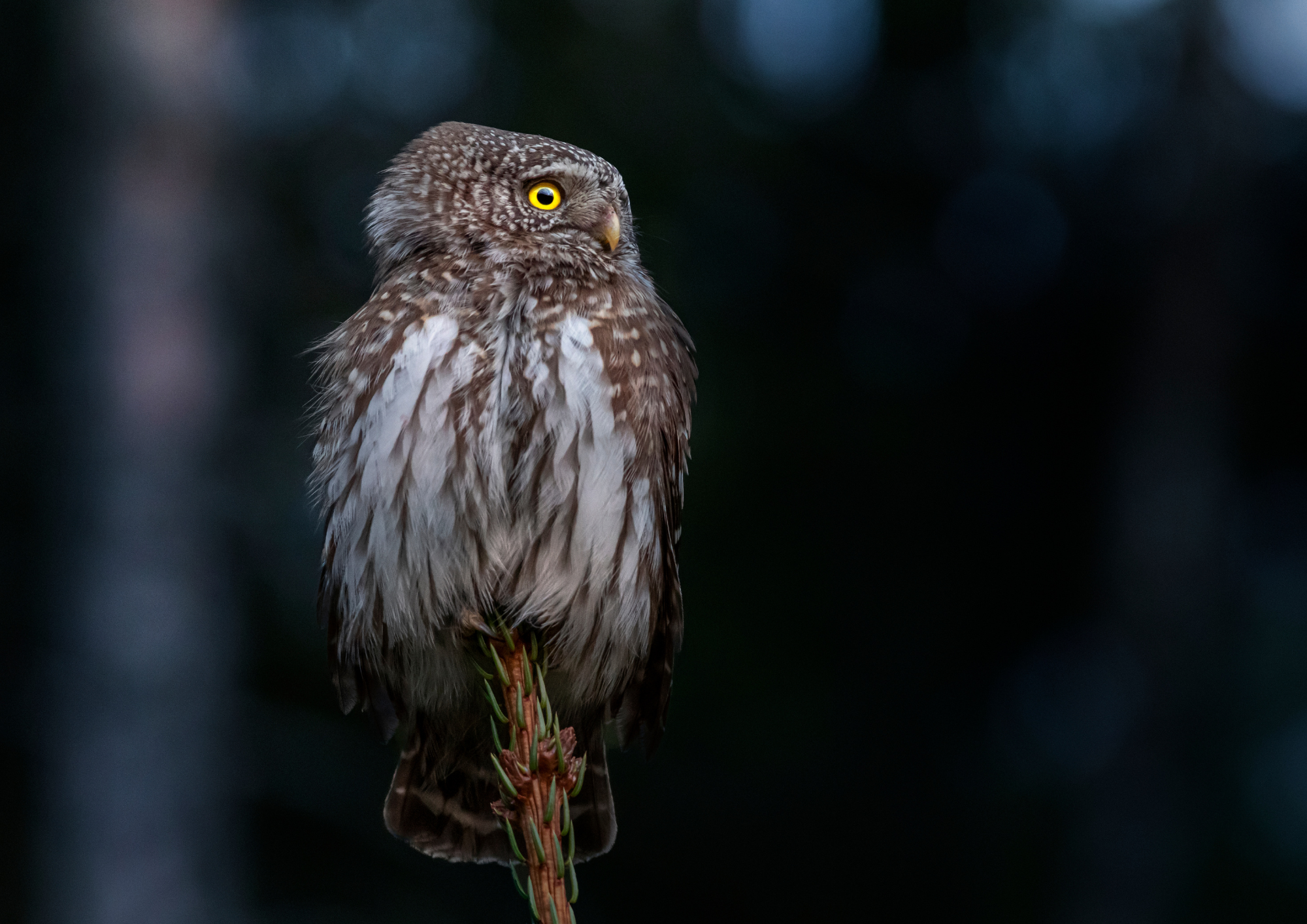 Design sans titre (1)