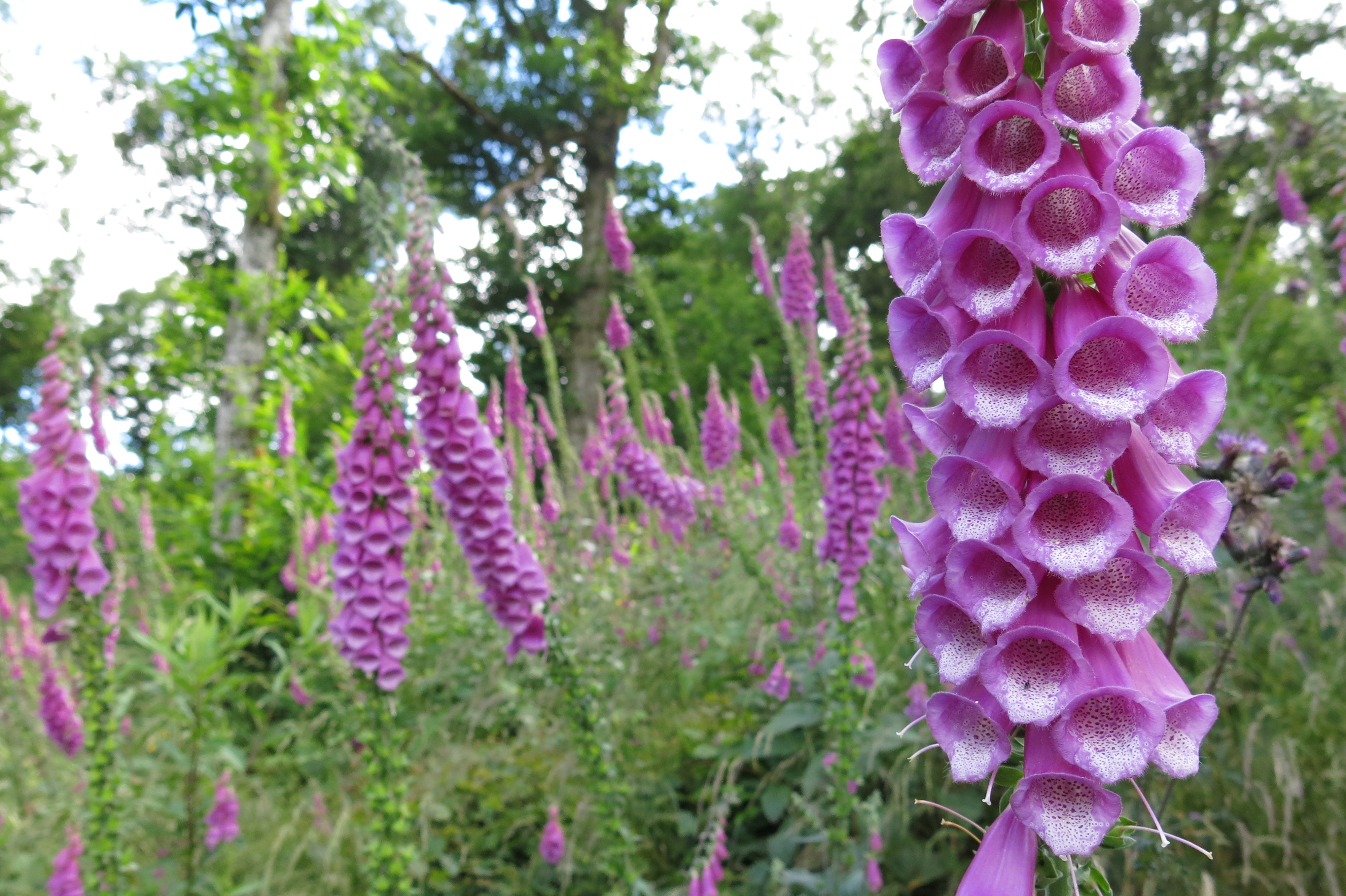 Digitale pourpre, Bourgogne, Fleurs, randonnée