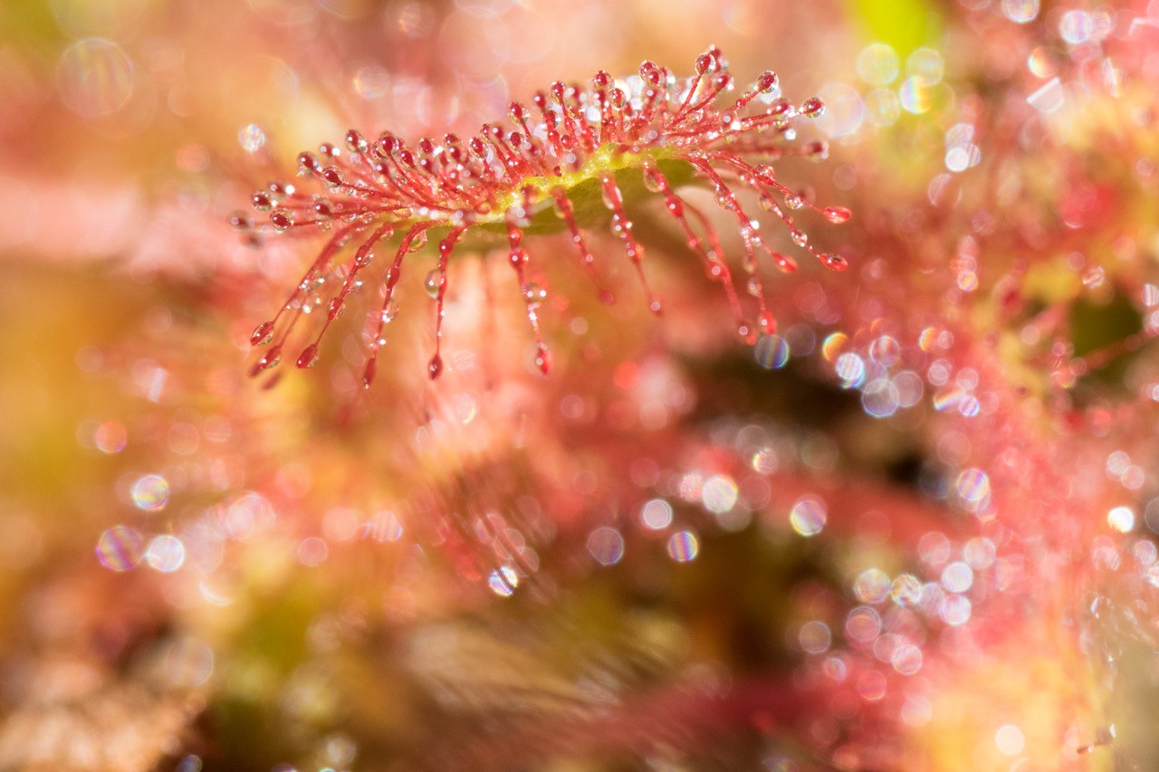 Drosera 