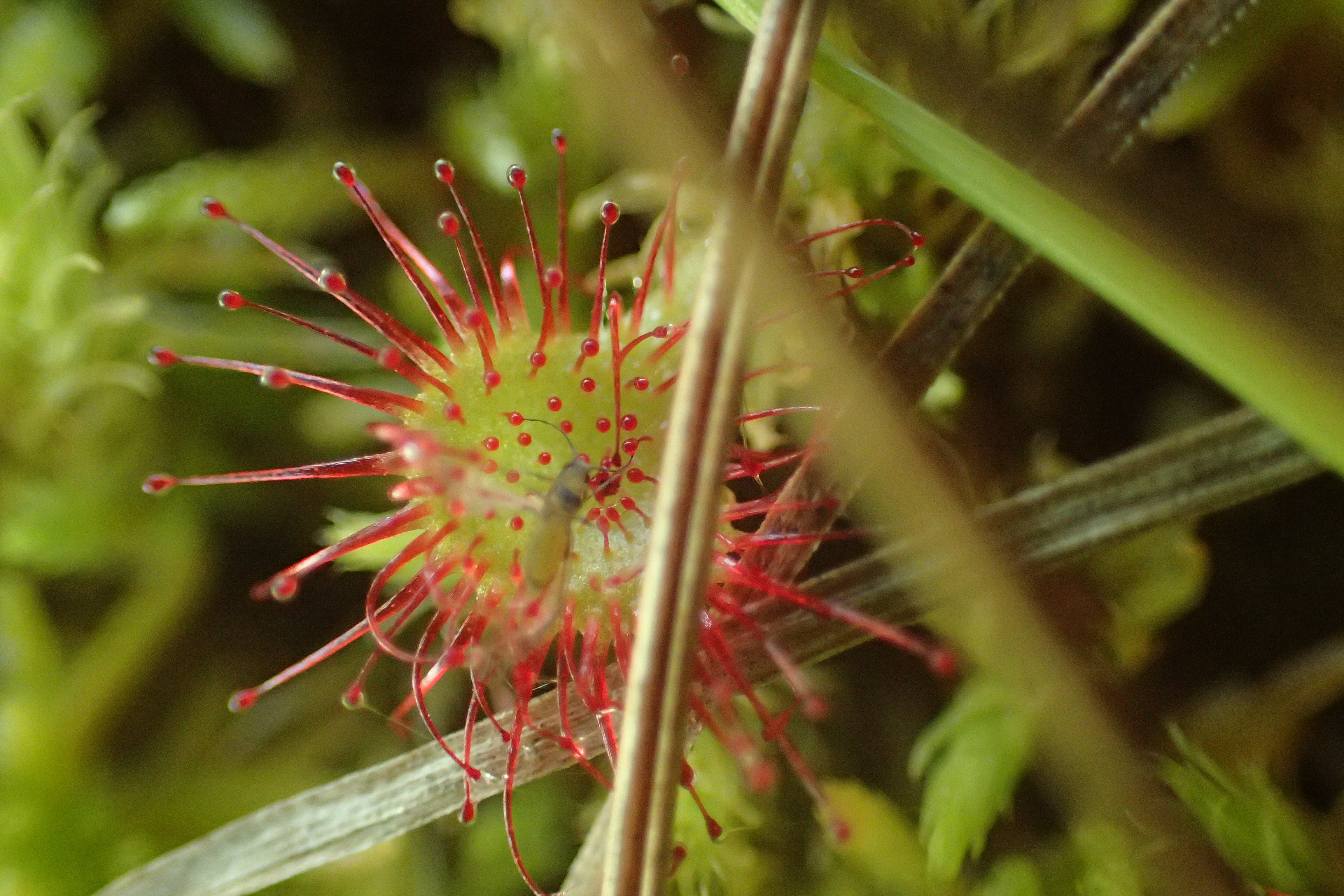 Droséra rotundifolia
