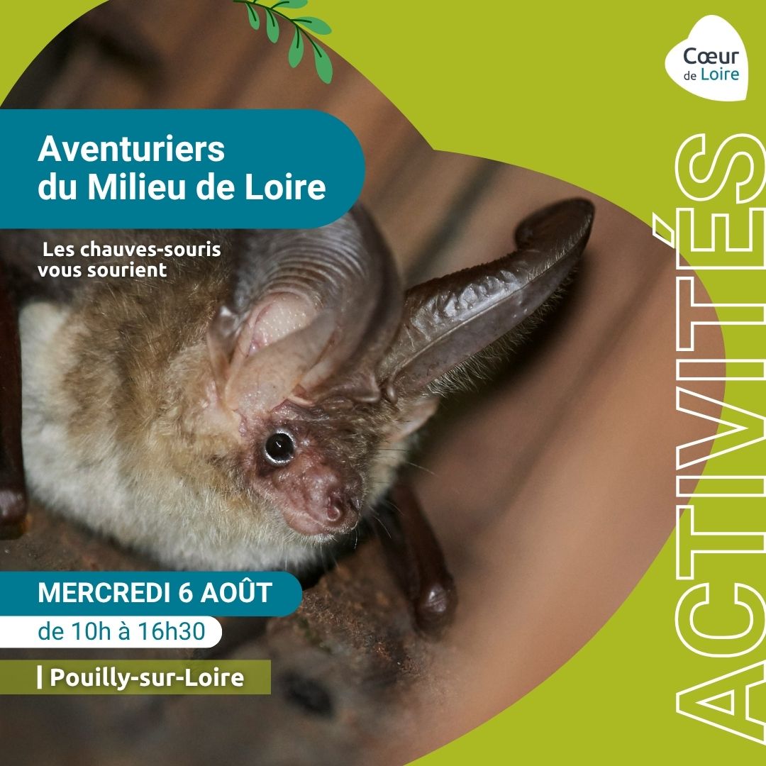 Journée chauves souris