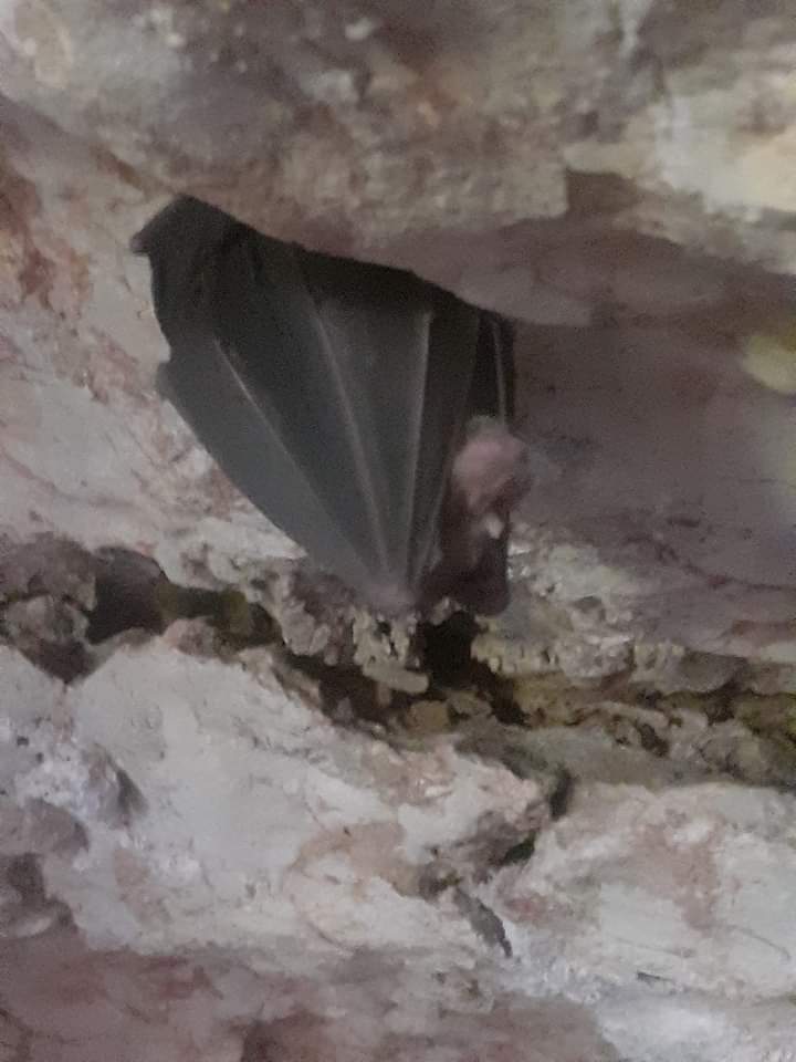 Grottes Blanot Chauve Souris