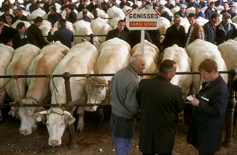 Marché aux bovins traditionnel