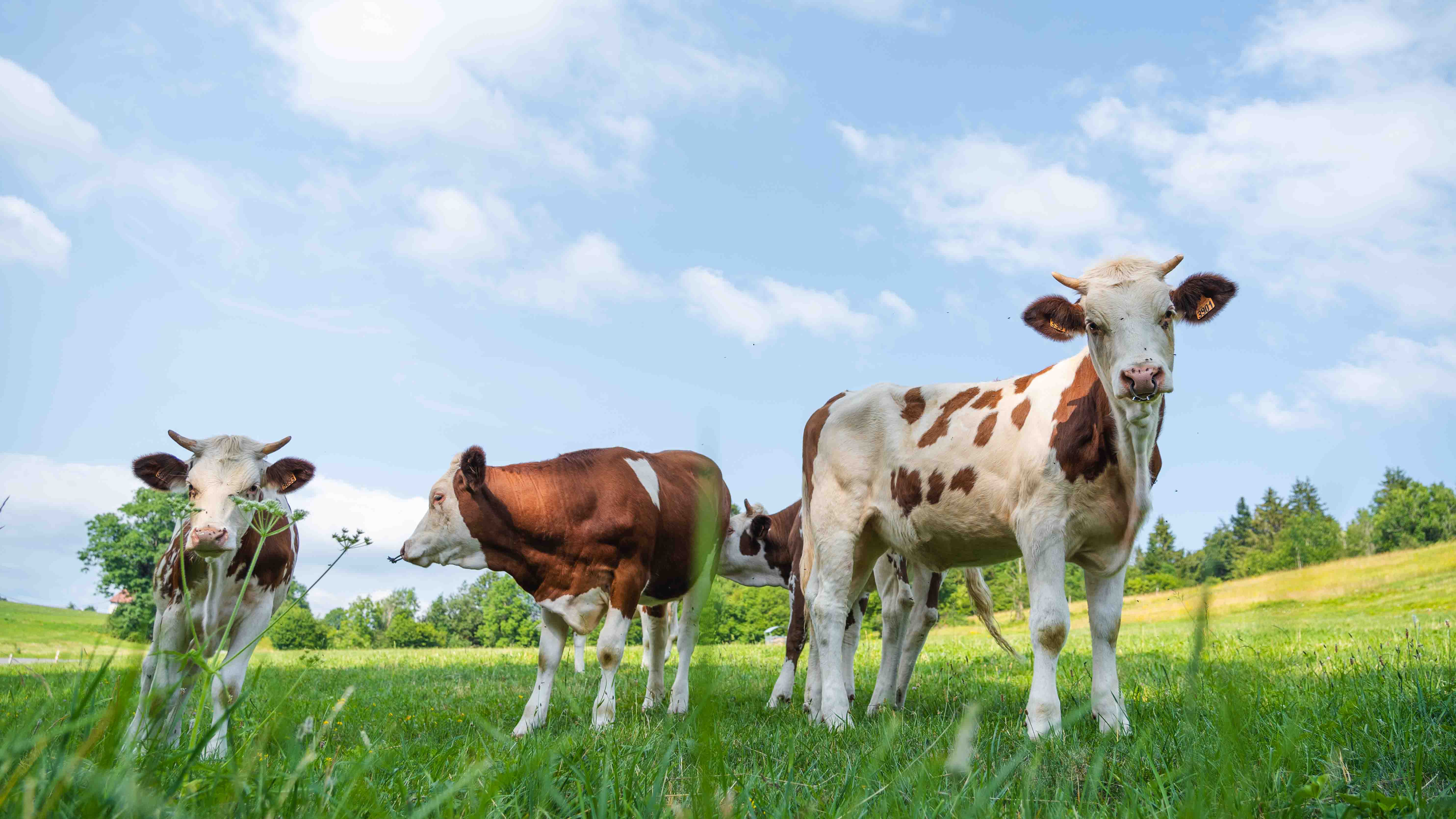 Un Dimanche à la Ferme - GAEC VIvot