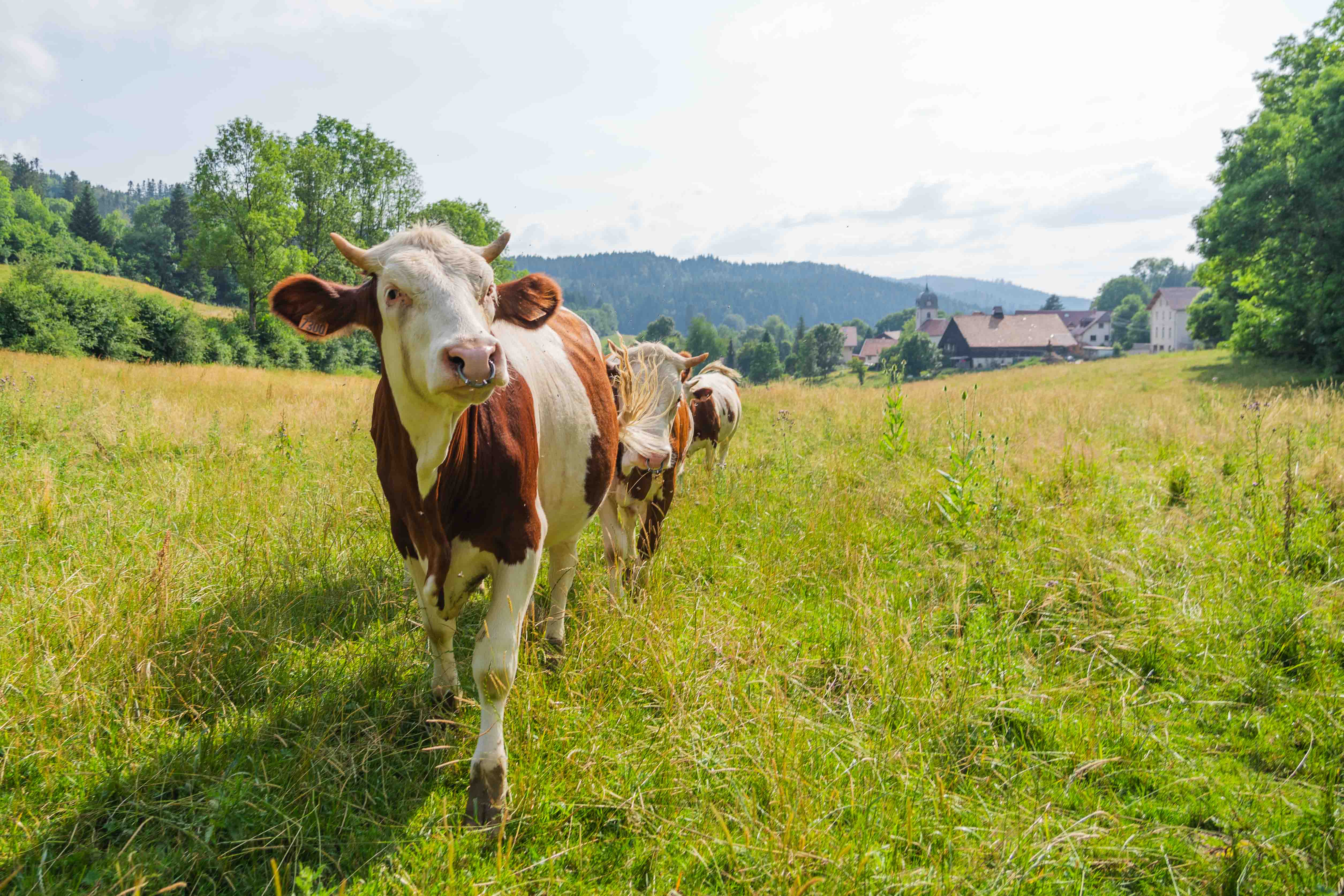Visite d'une ferme à comté — visuel événement