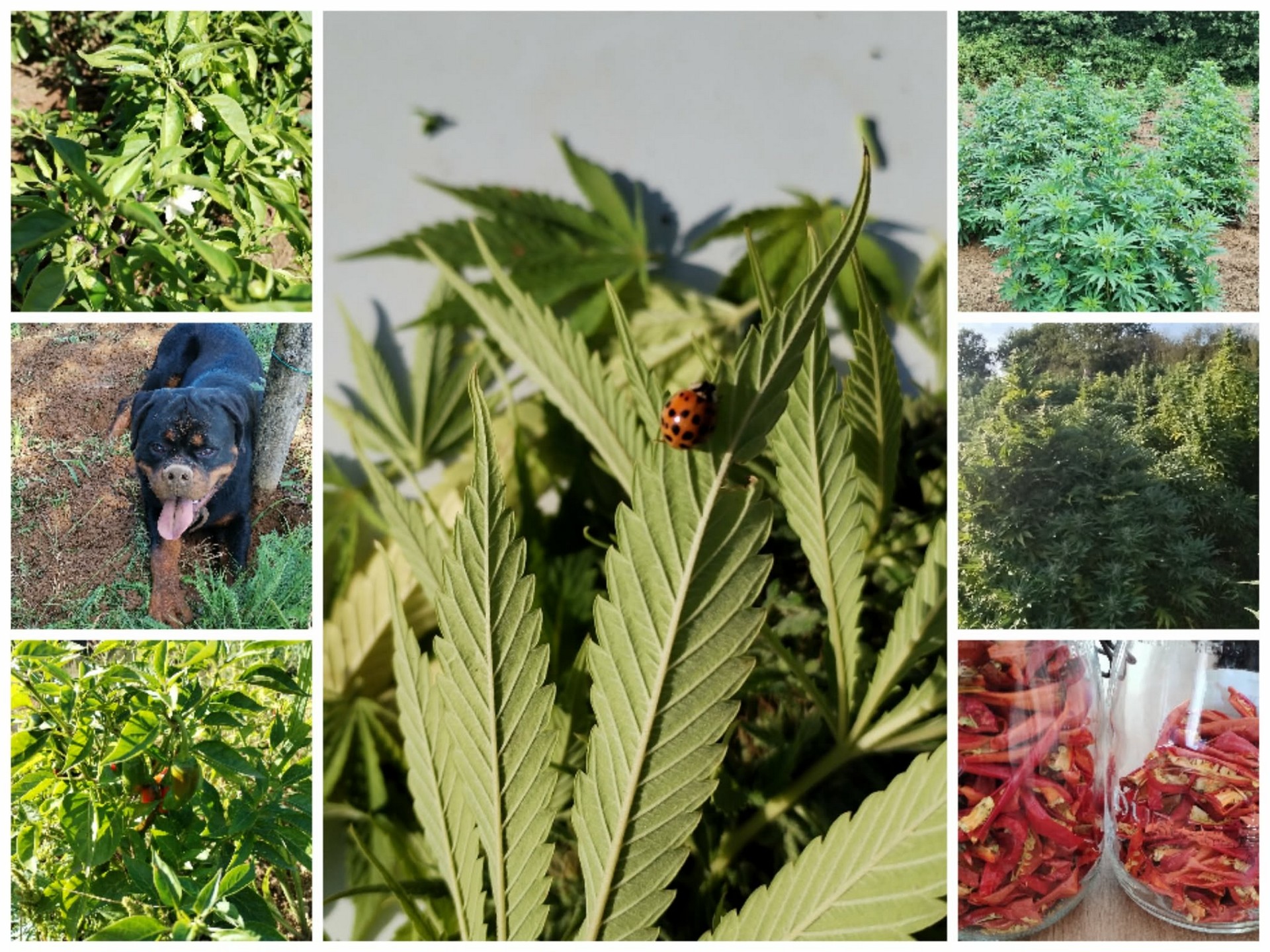 De ferme en ferme - Family chanvre et Piment de Bresse - n°31