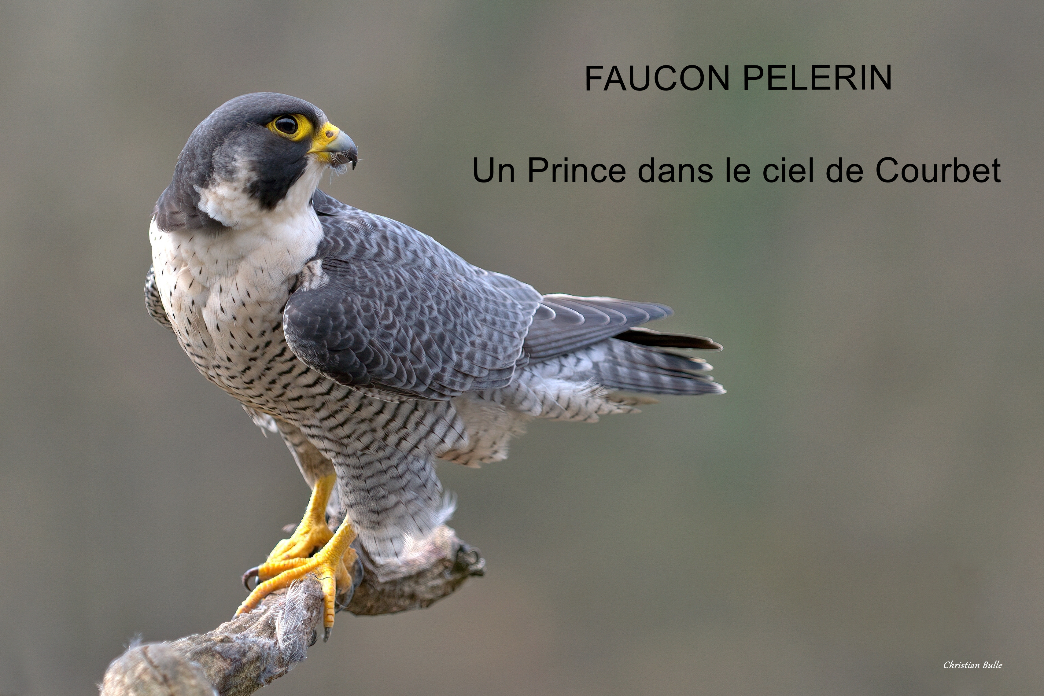 Conférence "Faucon Pèlerin" de Christian Bulle