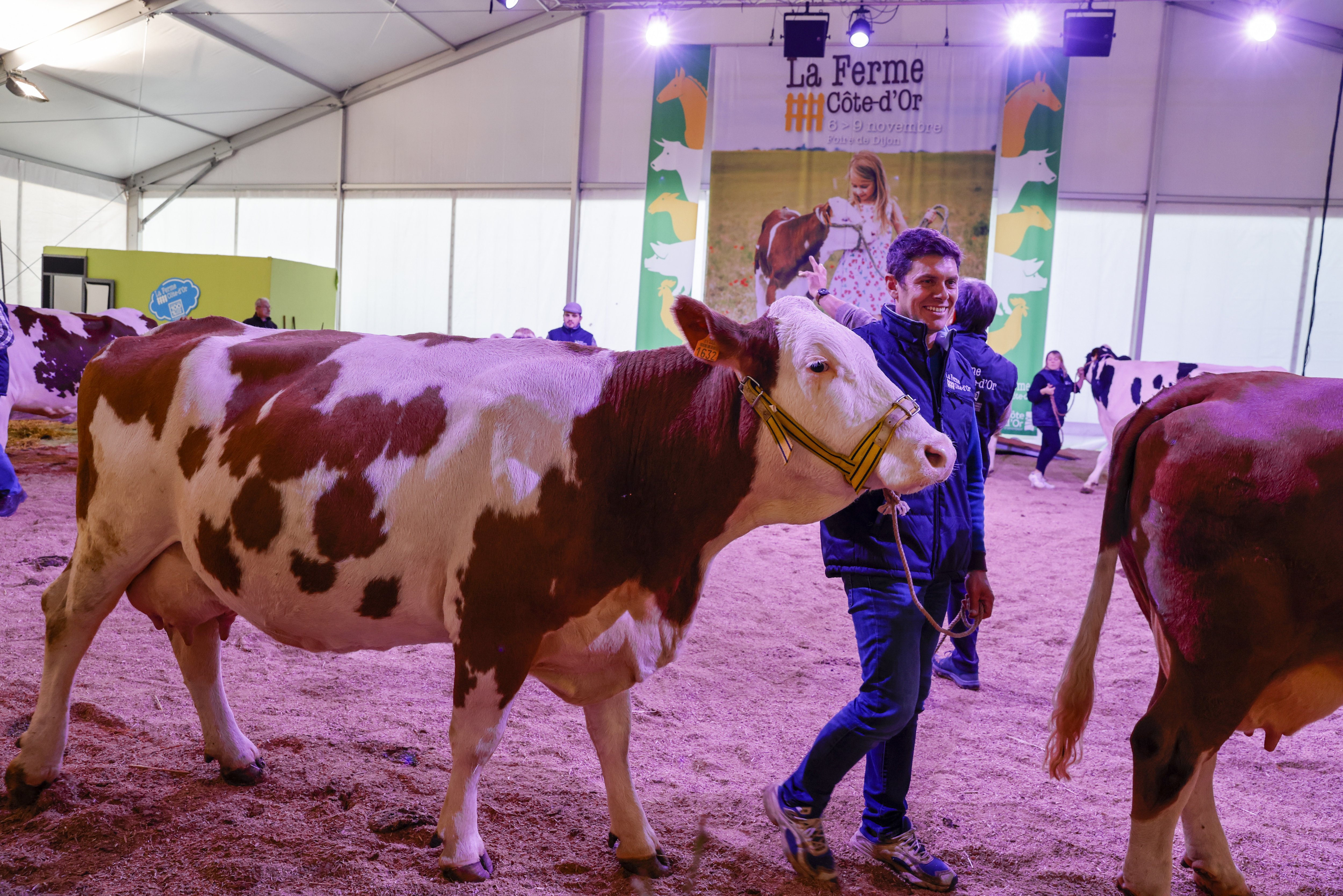Ferme Côte d'Or Vaches ©Philippe Bruchard