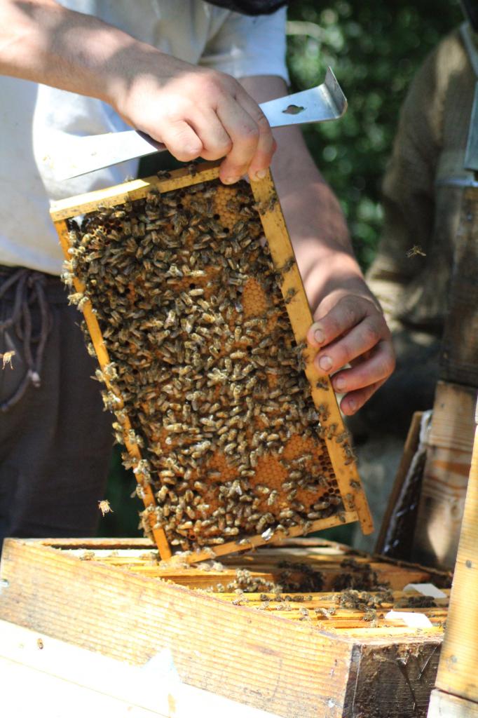 Ferme de Chantemerle 2024 (3)