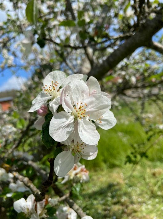 Fêtons le Printemps !