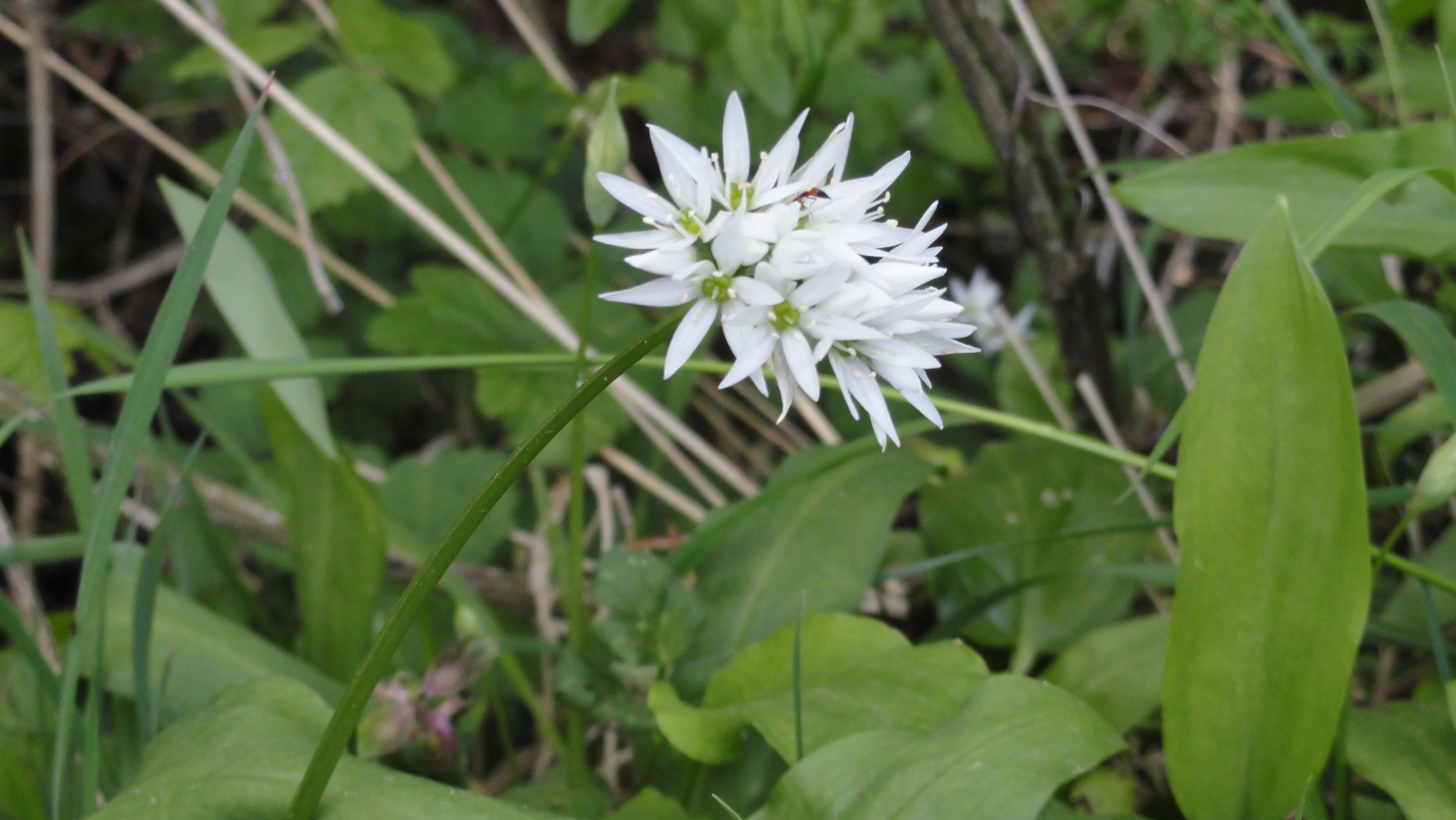Fleur ail des ours