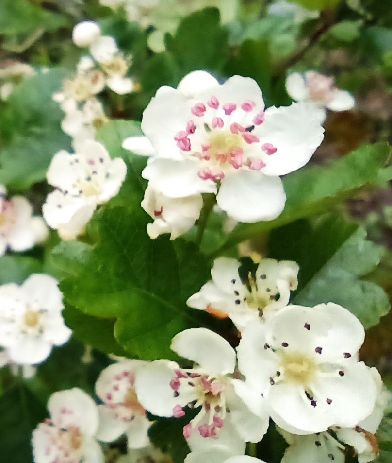 Herbamalice