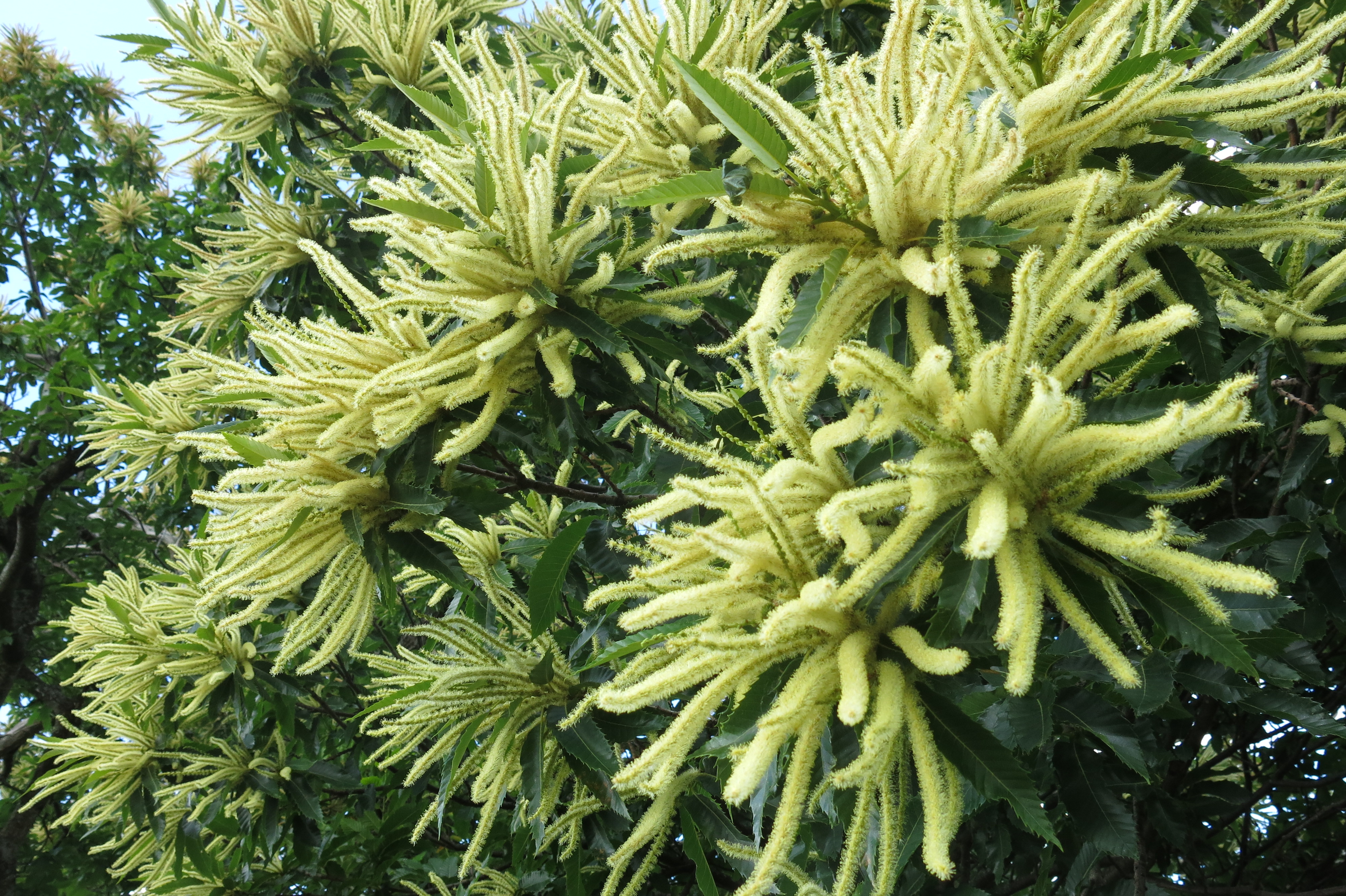Fleurs châtaignier, rando forêt