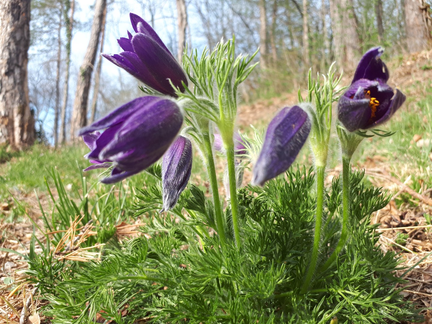 Randonnée : Les fleurs de printemps