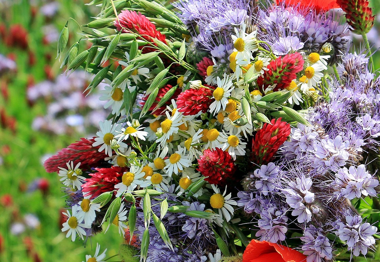 Goûtons les fleurs et composons des bouquets de fleurs sauvages — visuel événement