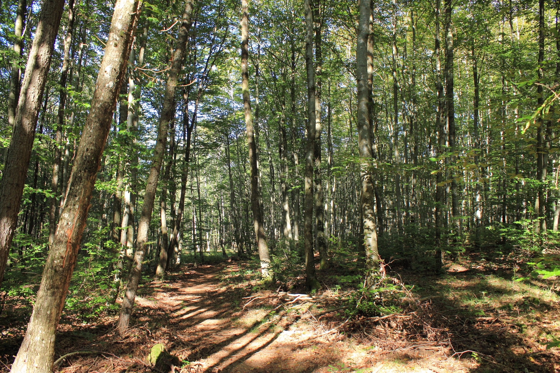 Des Arts et des Sons en forêt du Banney
