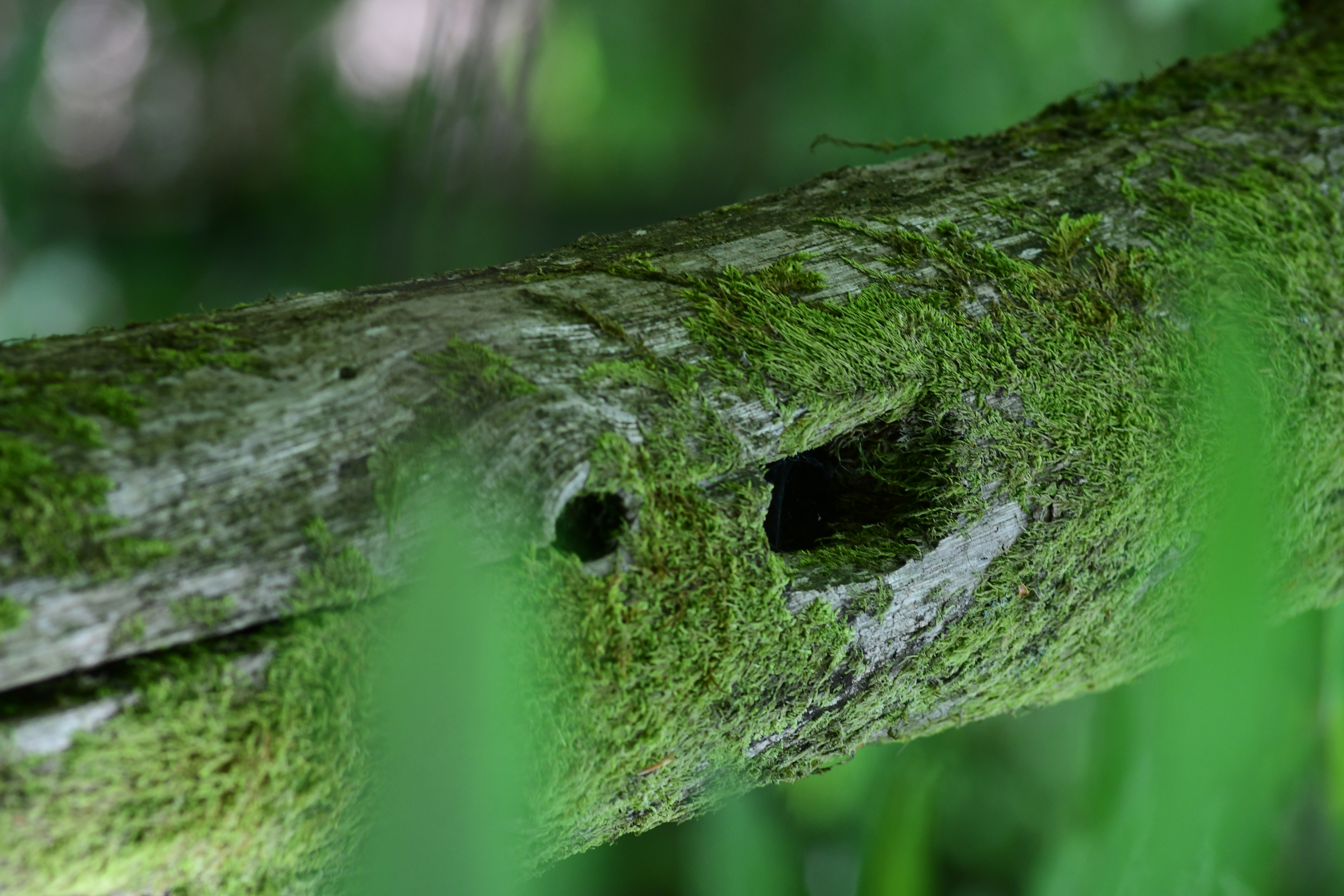 Forge pics, traces d'animaux, forêt, oiseaux, arbre