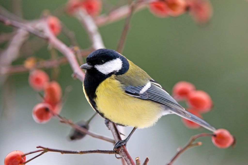 Mésange charbonnière