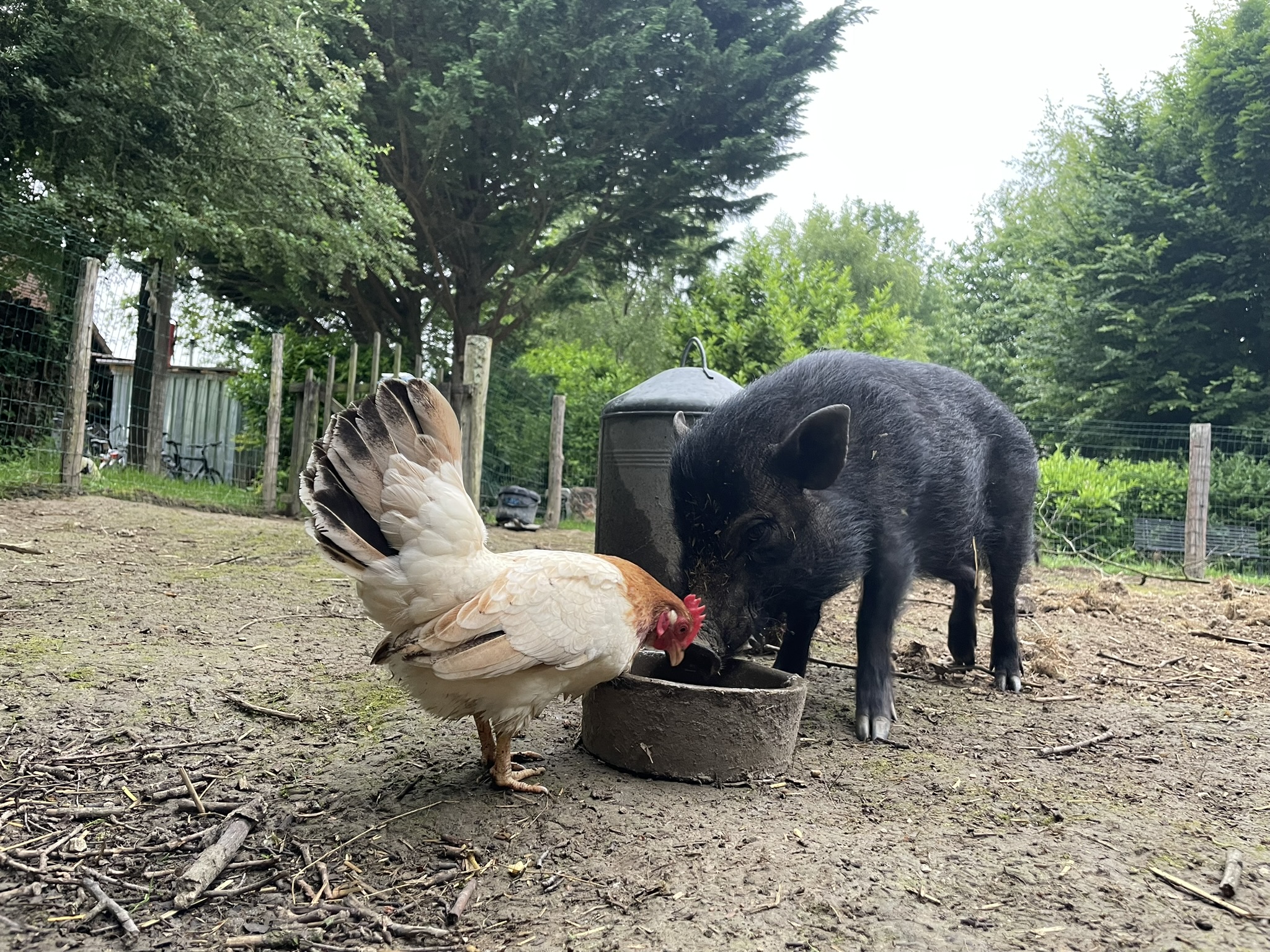 Camping Les Arbois, Montjay