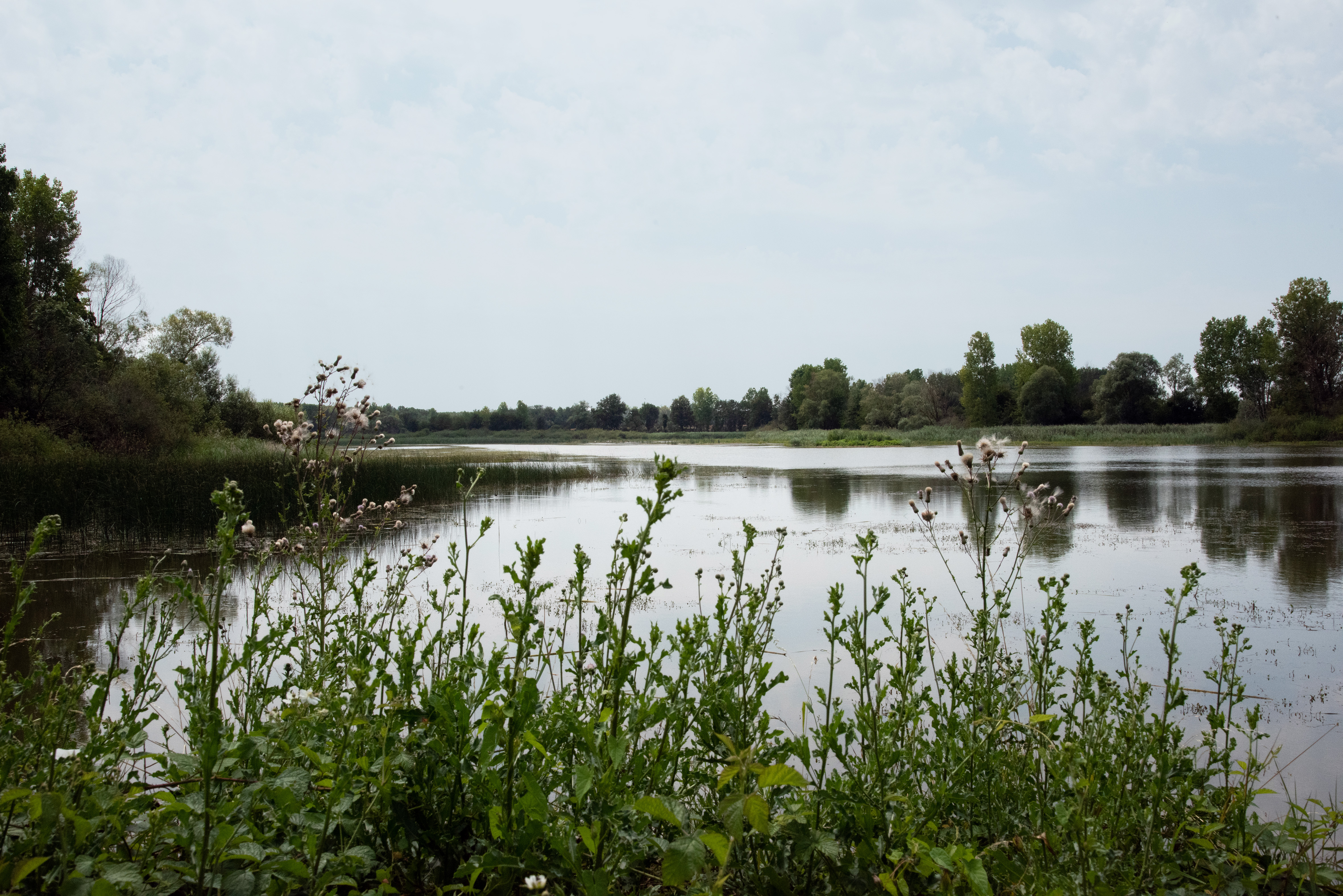 Grand étang de Pontoux 
