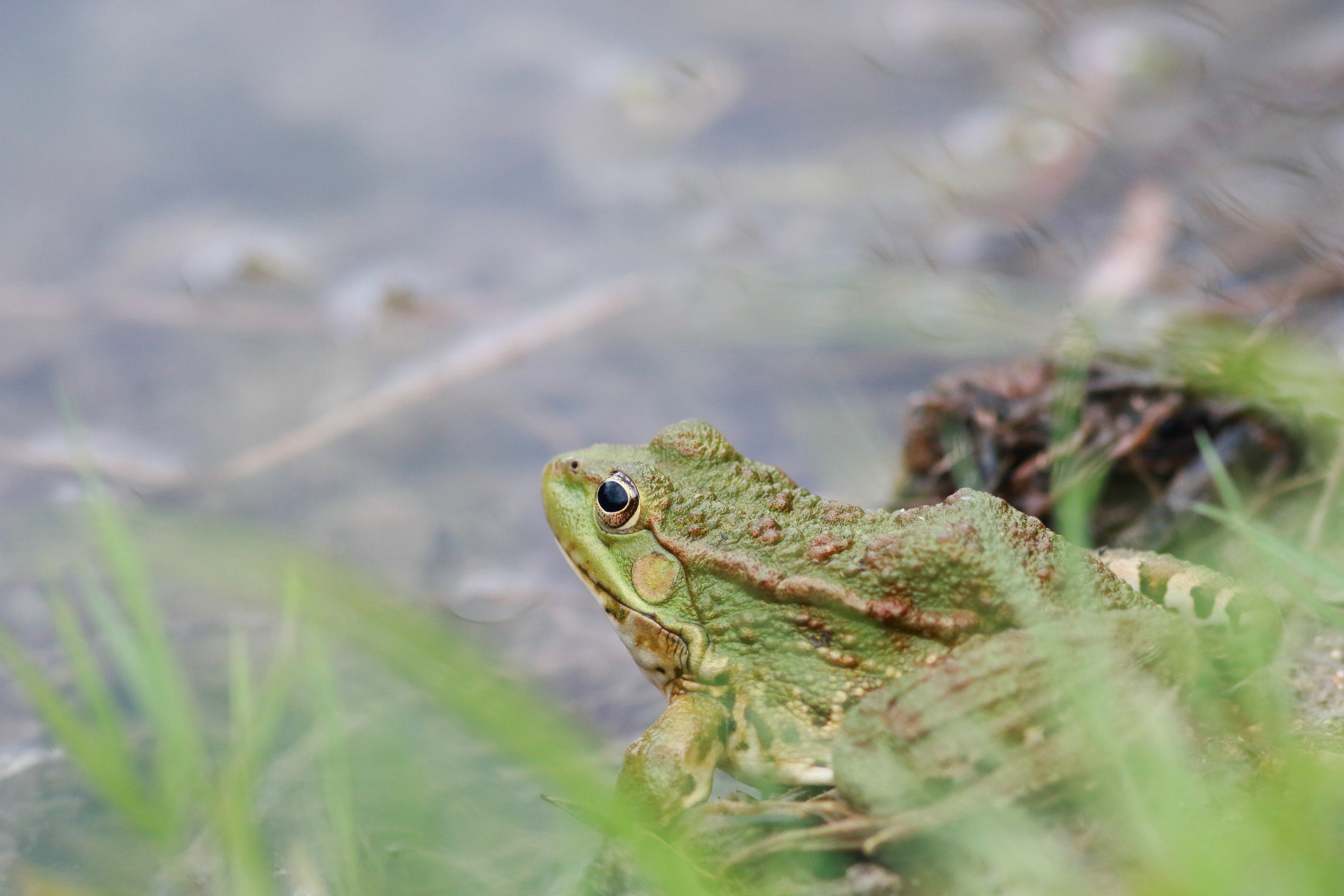 Grenouille Vivey (C) Lise Fillon