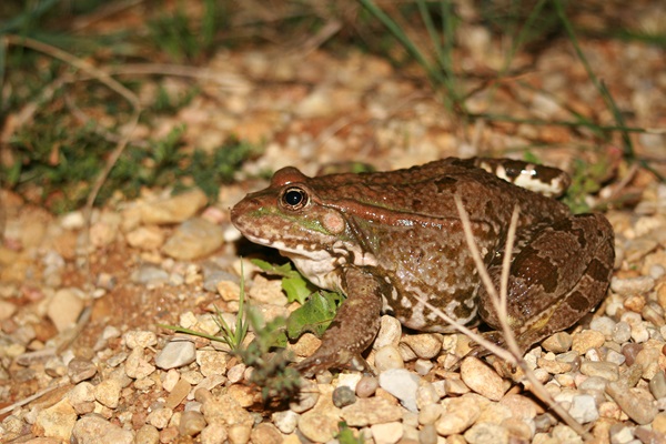Grenouille verte - Samuel Gomez - 4