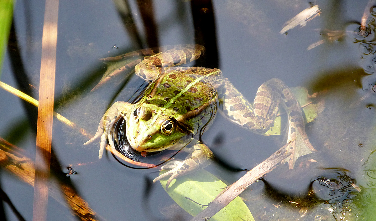 Grenouille verte -OGirard