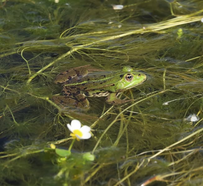 Grenouilles
