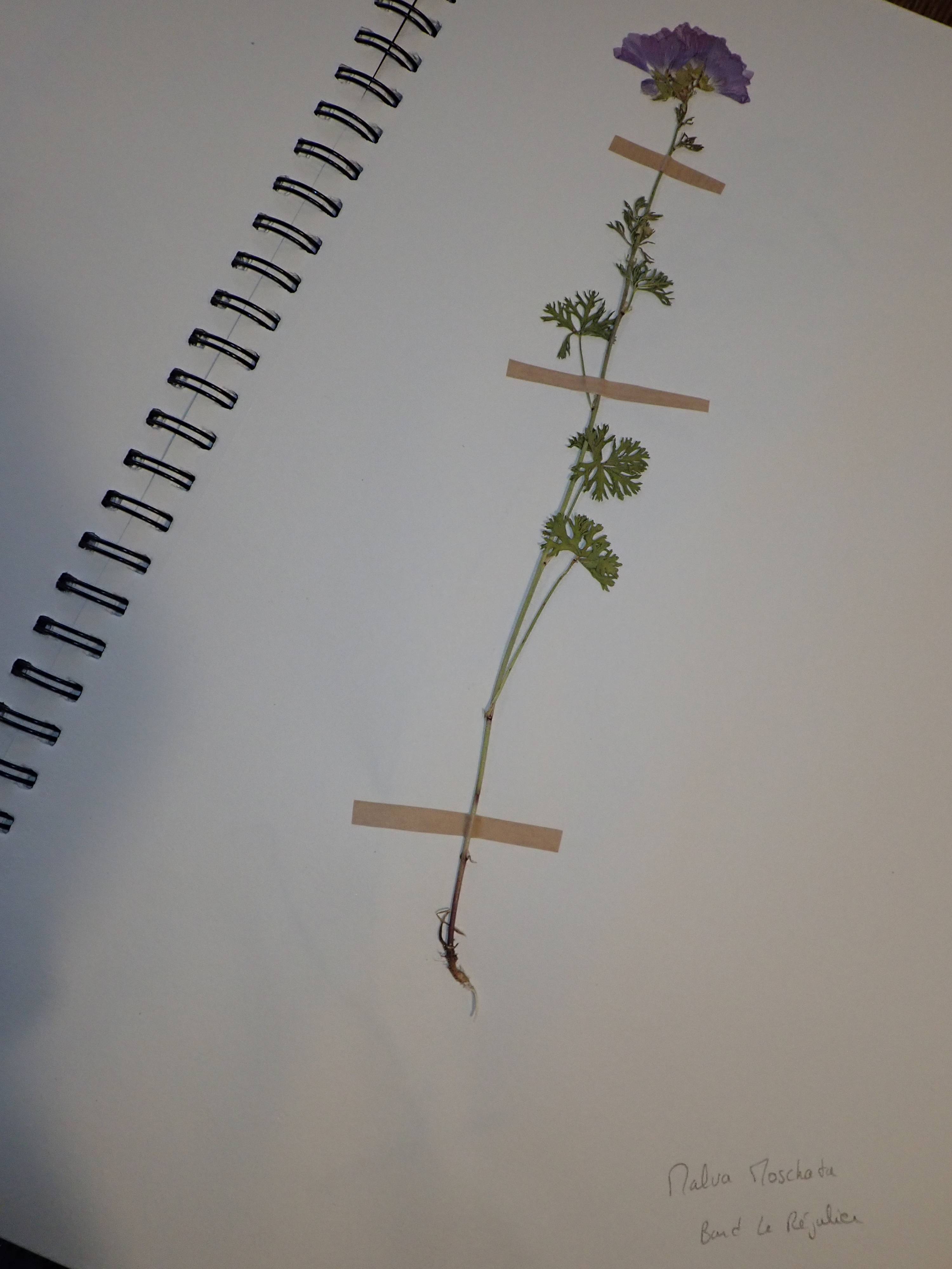 Herbier en cours de réalisation