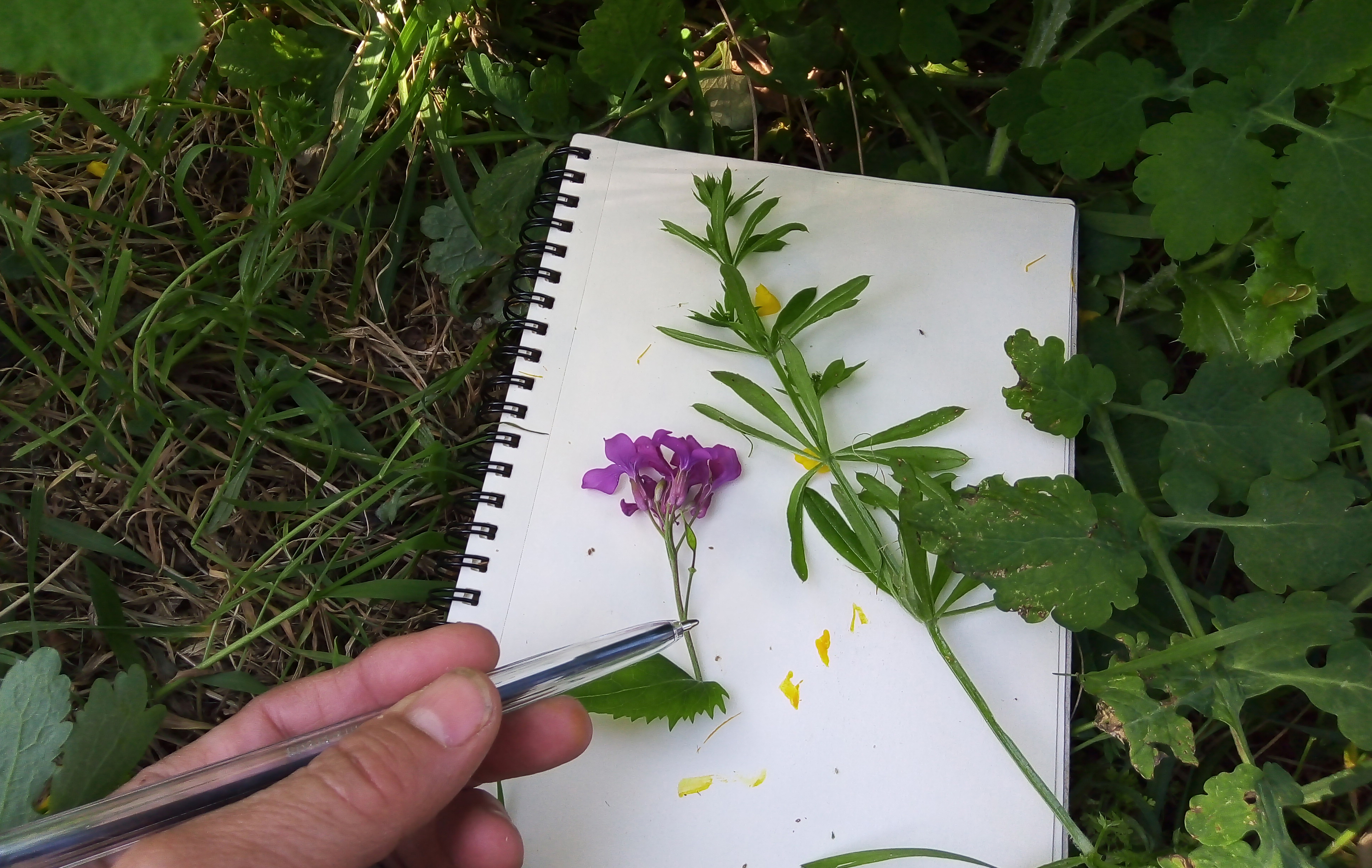 Herbier de terrain
