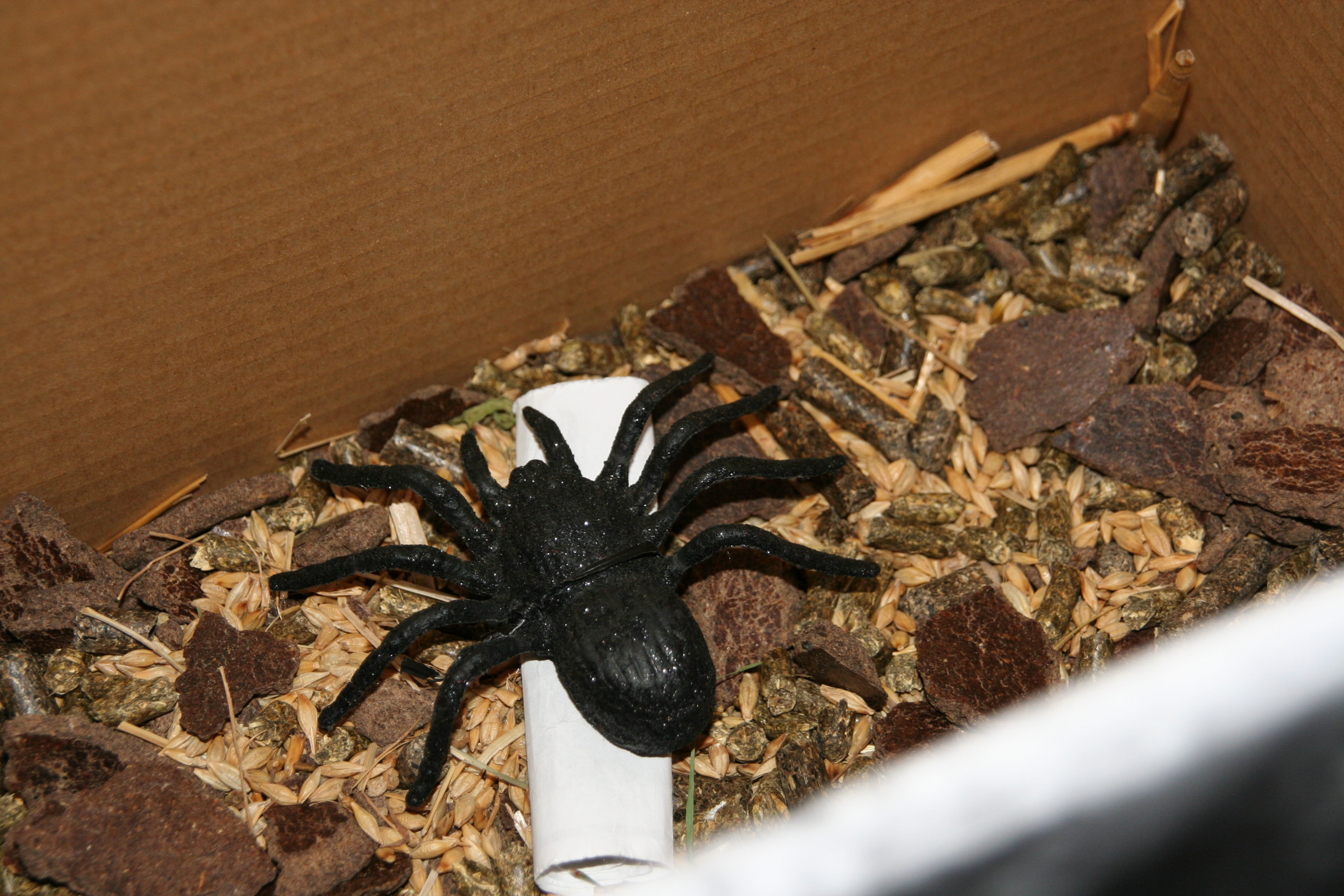 Araignée