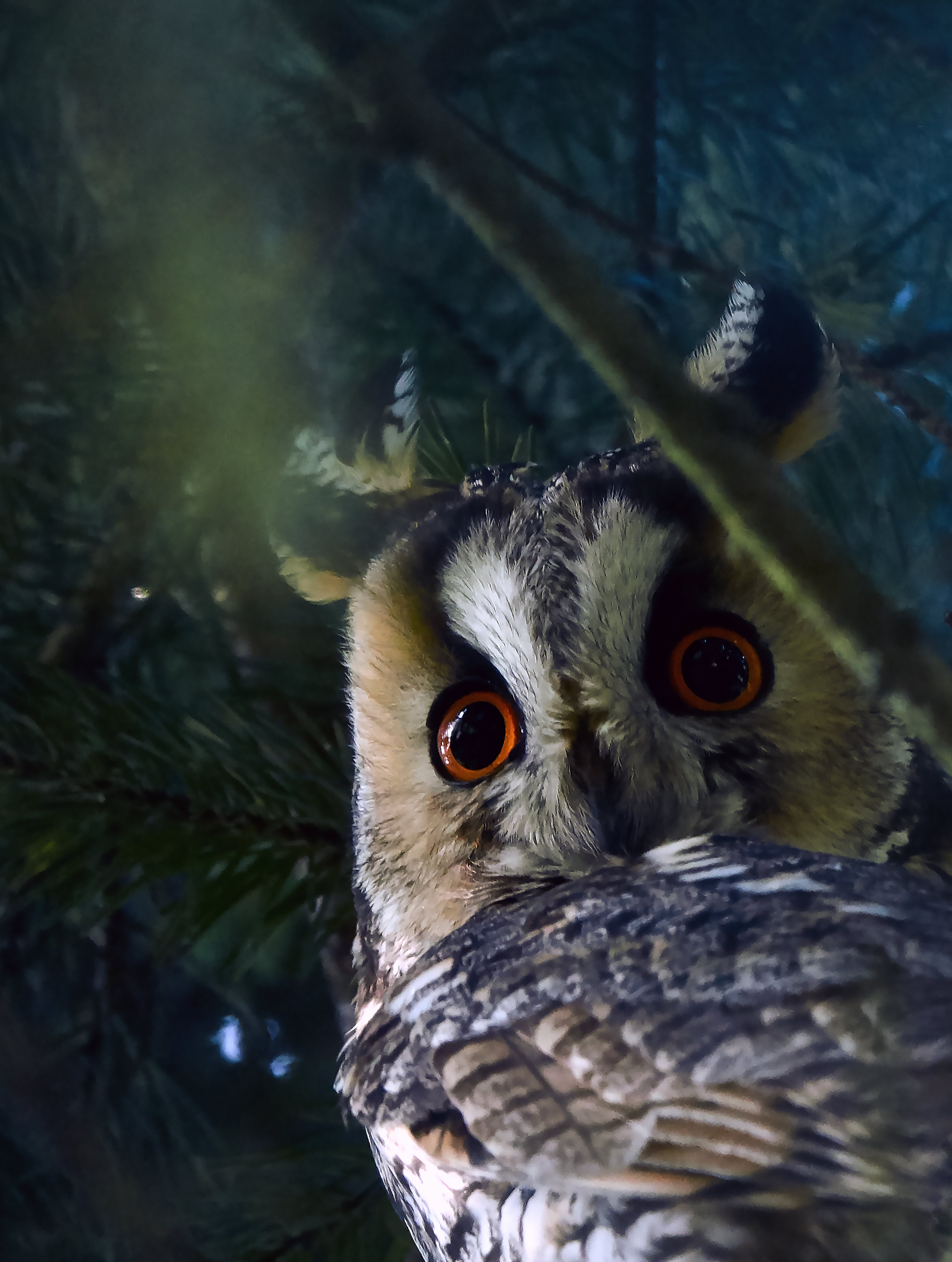 "Les ailes de la nuit" Parc national de forêts