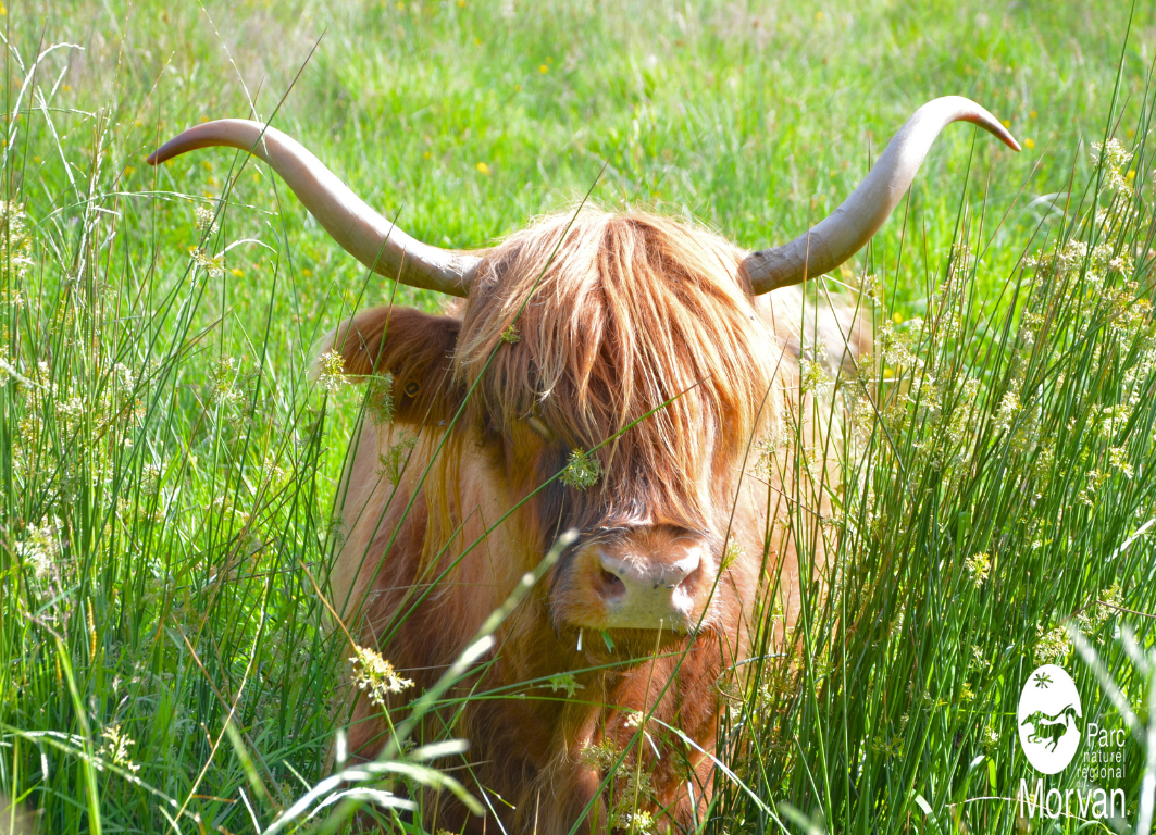 Vaches écossaises, prairies morvandelles !