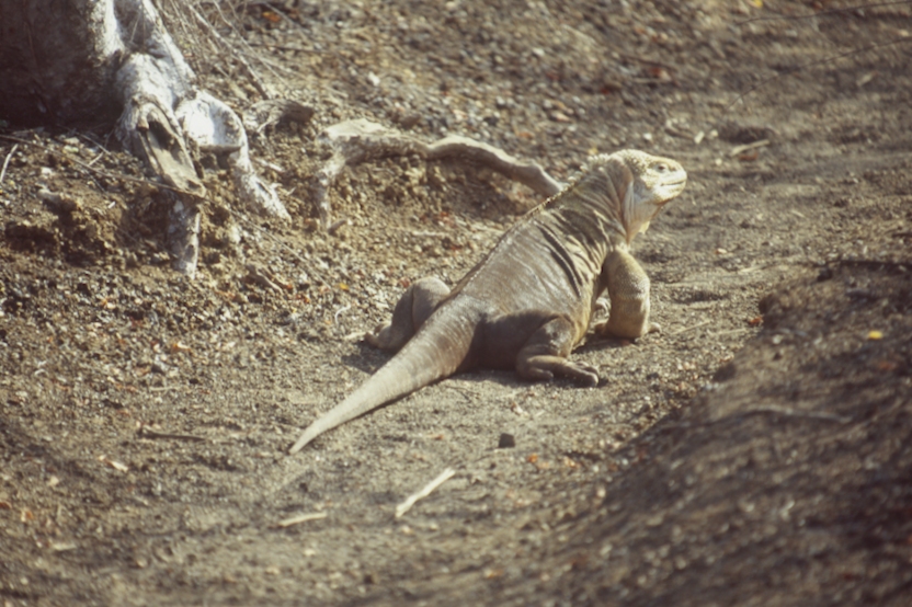 IGUANE TERRESTRE